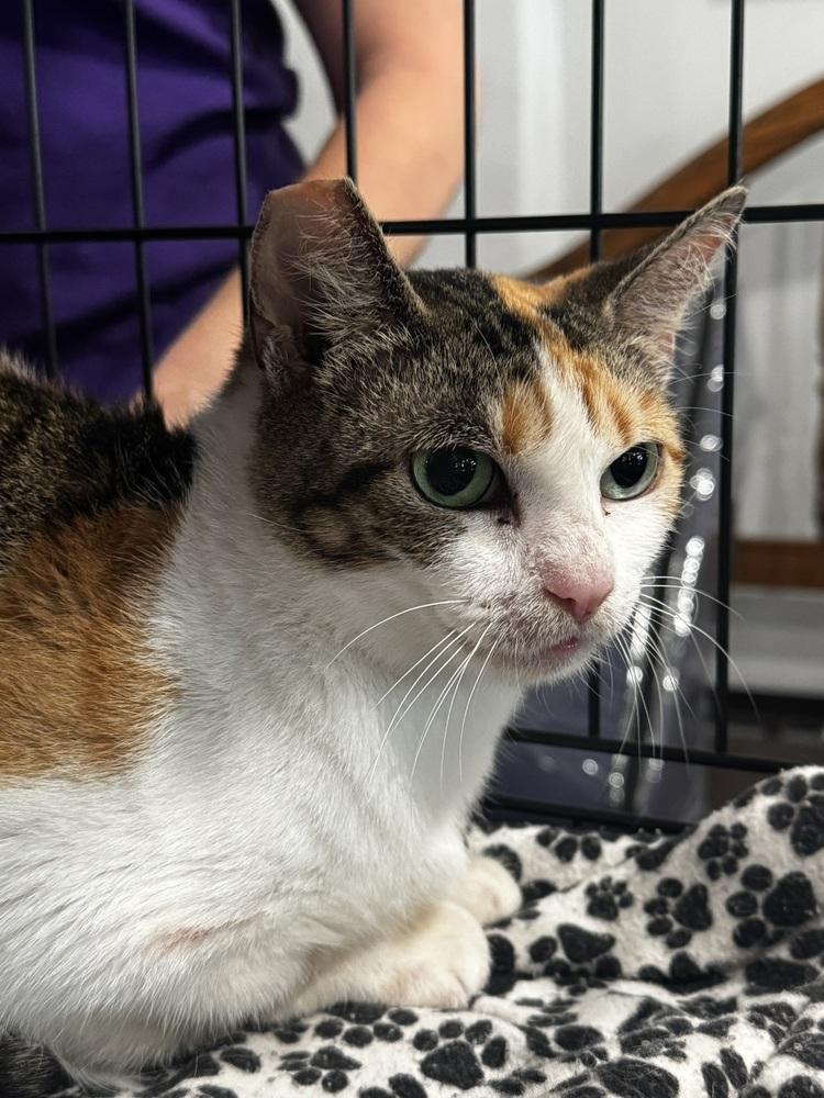 Enlarge Lia, a Adoptable Domestic Short Hair in Saint Augustine, FL image 3/3