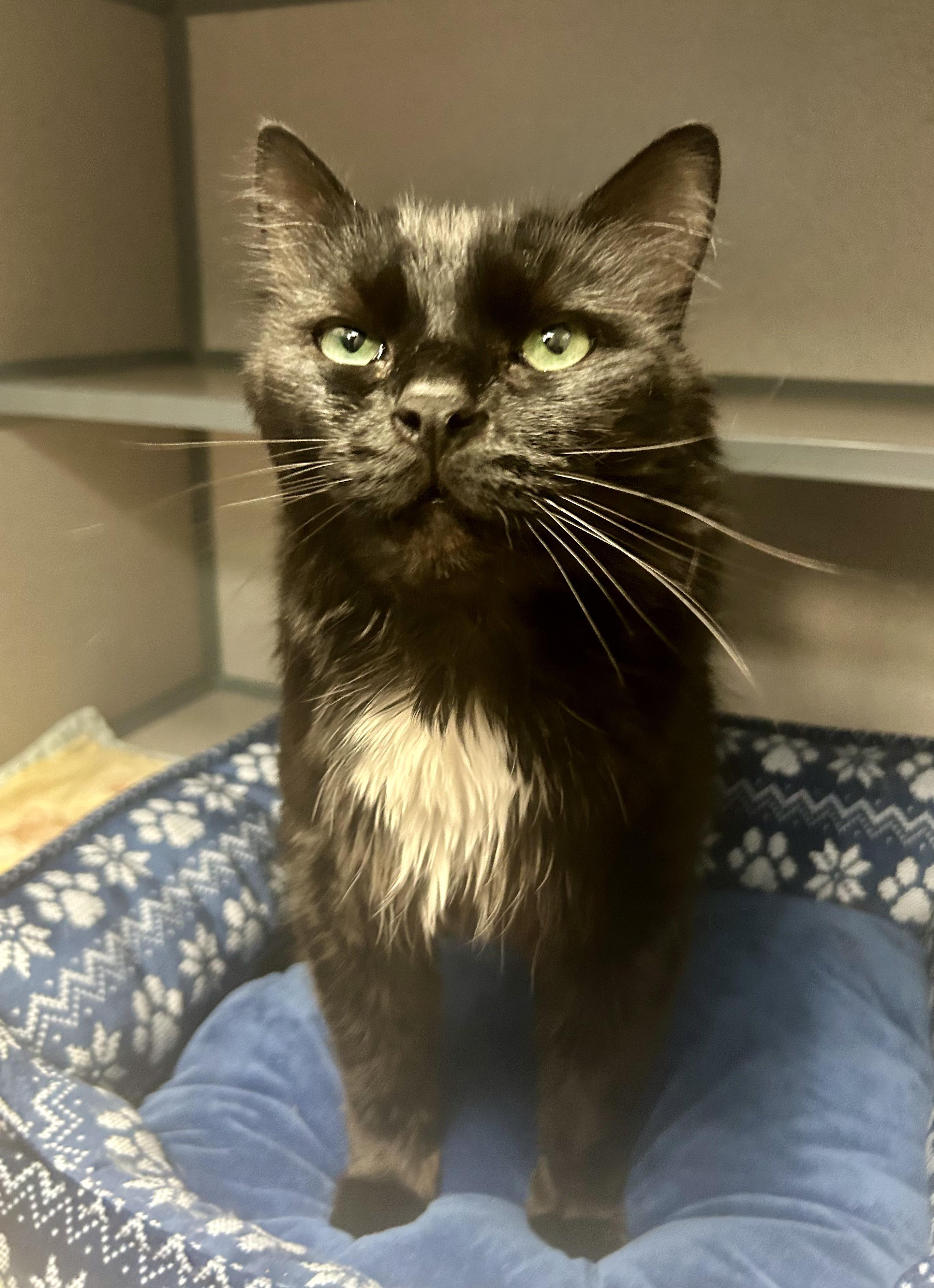 Enlarge Kiki and Shadow- Brother/Sister Duo, a ADOPTABLE Domestic Long Hair in Grass Valley, CA image 2/4