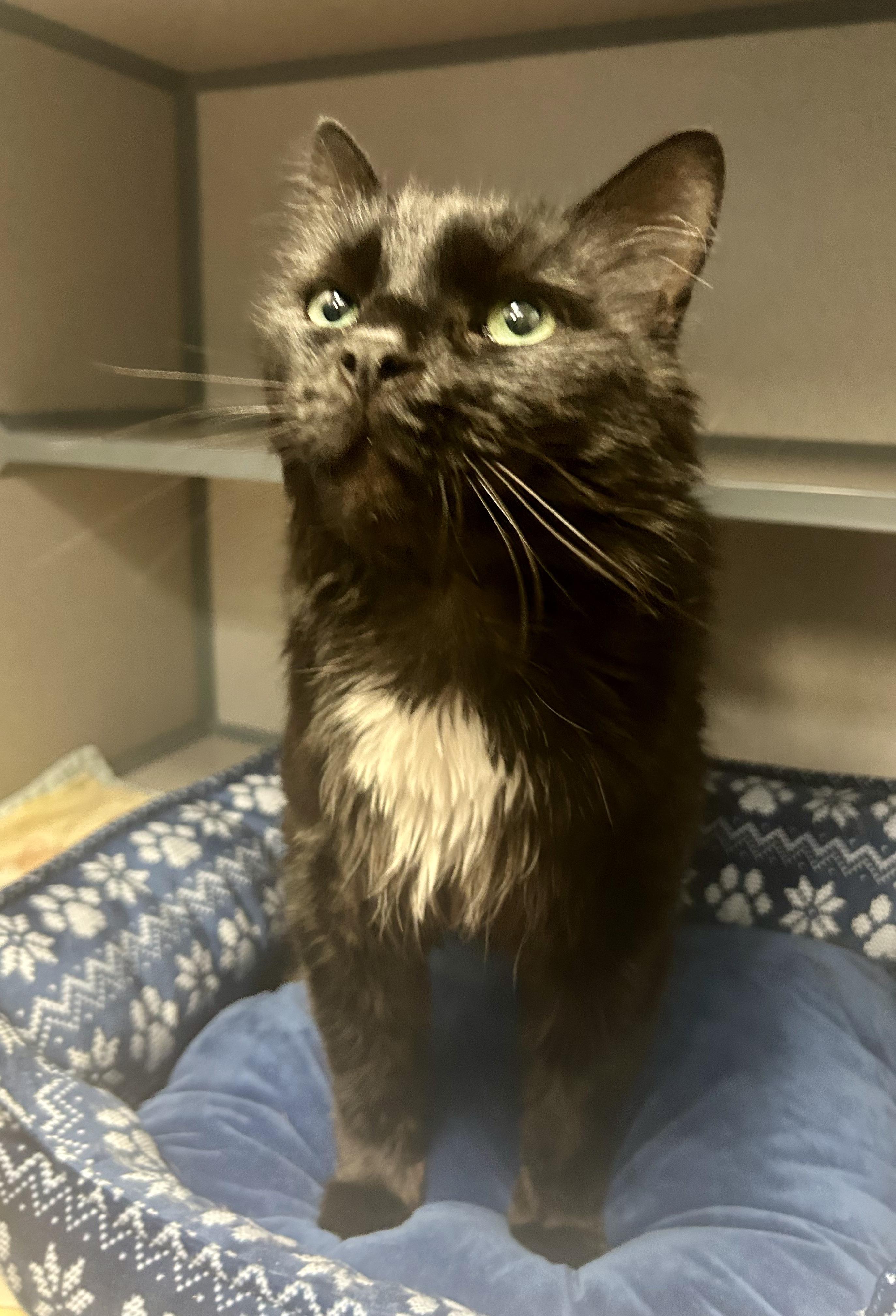 Enlarge Kiki and Shadow- Brother/Sister Duo, a ADOPTABLE Domestic Long Hair in Grass Valley, CA image 1/4