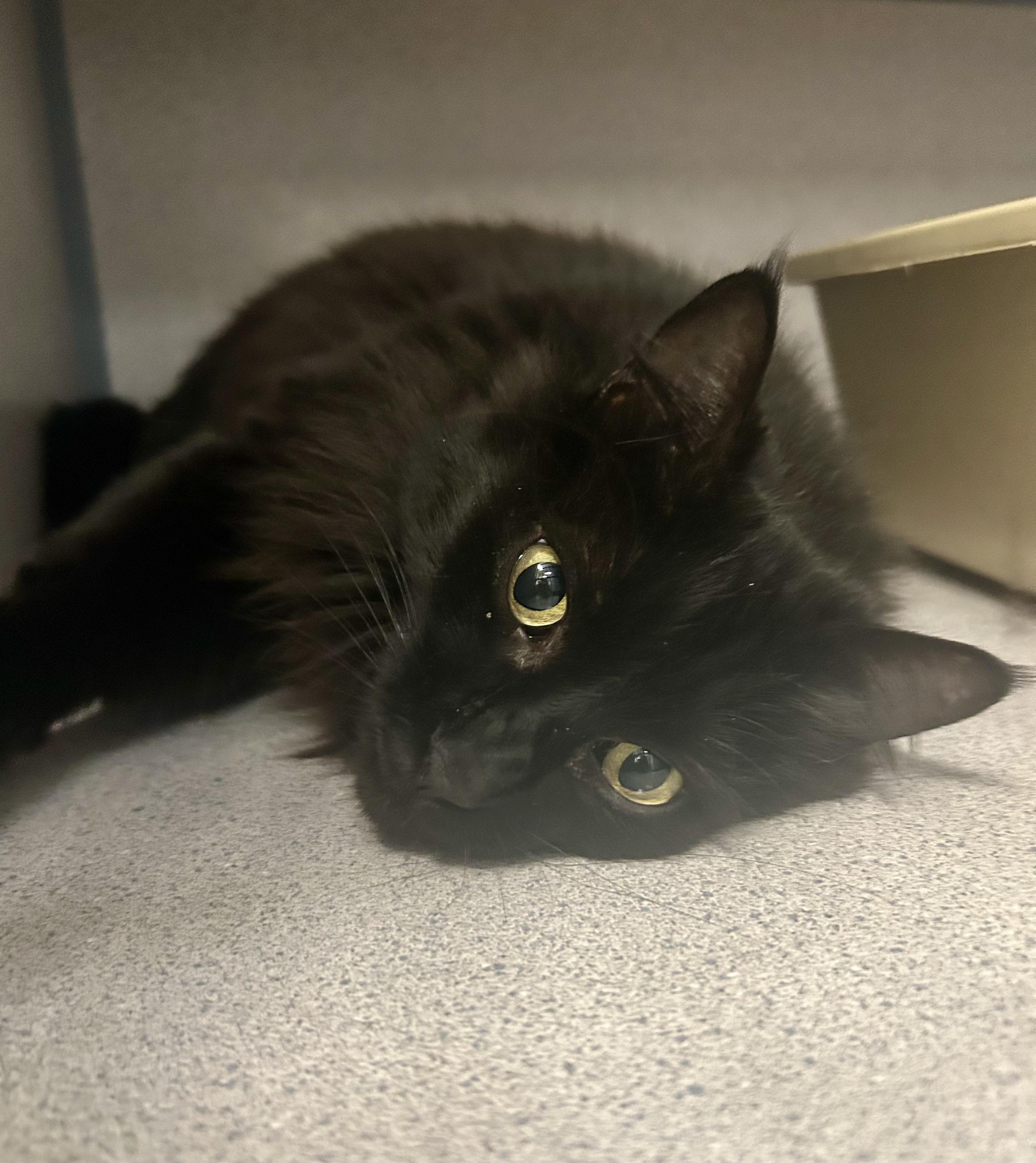 Enlarge Kiki and Shadow- Brother/Sister Duo, a ADOPTABLE Domestic Long Hair in Grass Valley, CA image 3/4