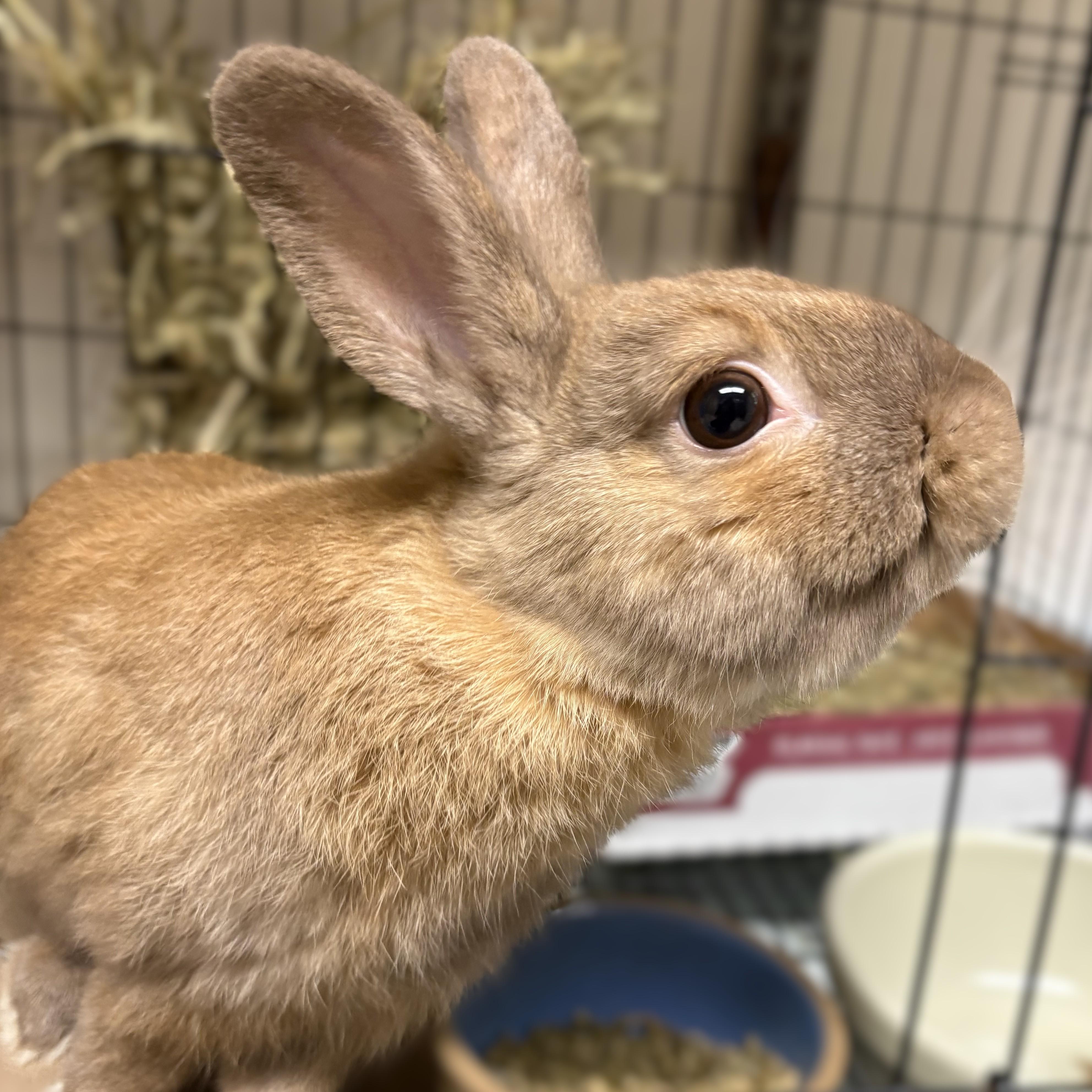 Steven- 53355, an adopted Bunny Rabbit in Columbia, MD image 1/3