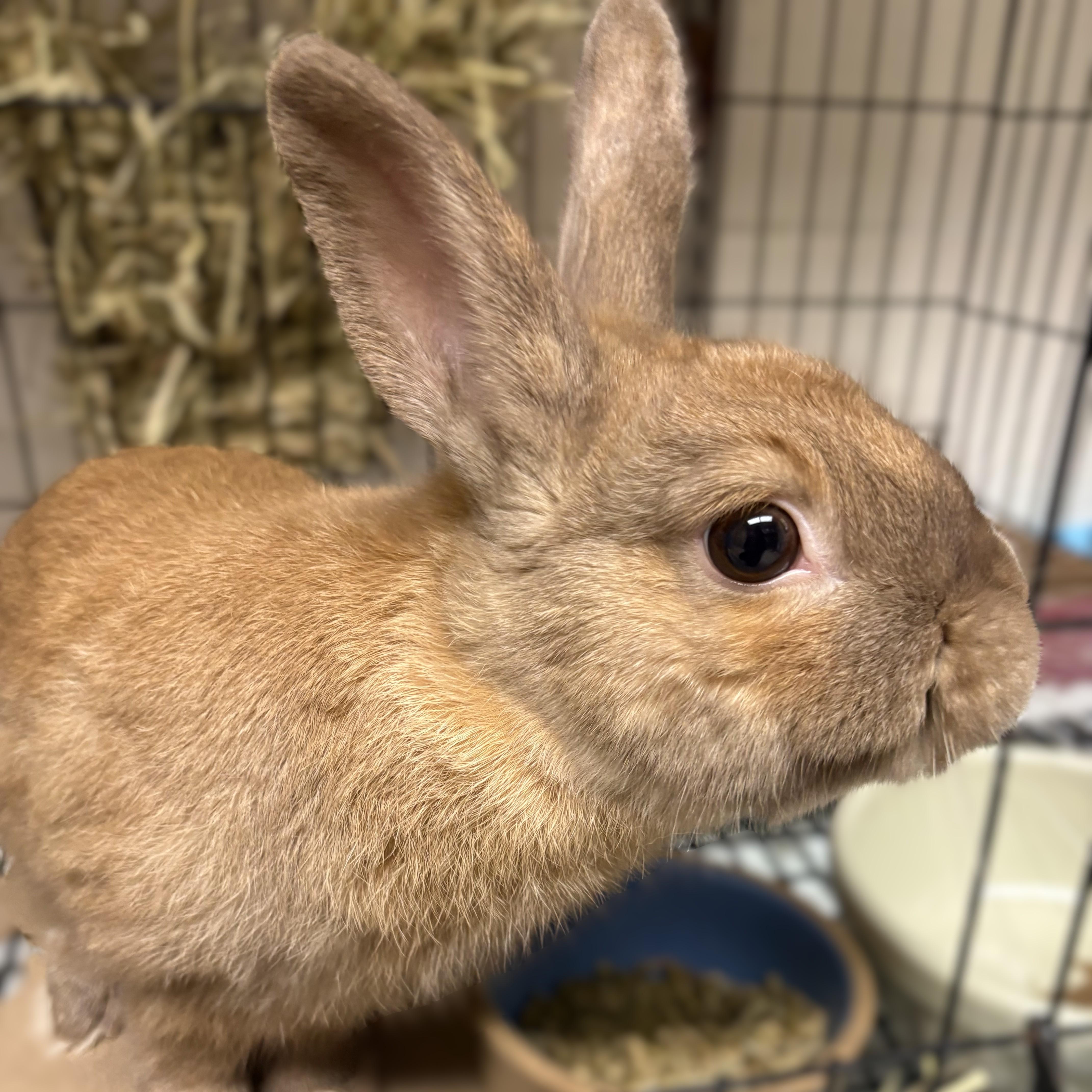 Steven- 53355, an adopted Bunny Rabbit in Columbia, MD image 2/3