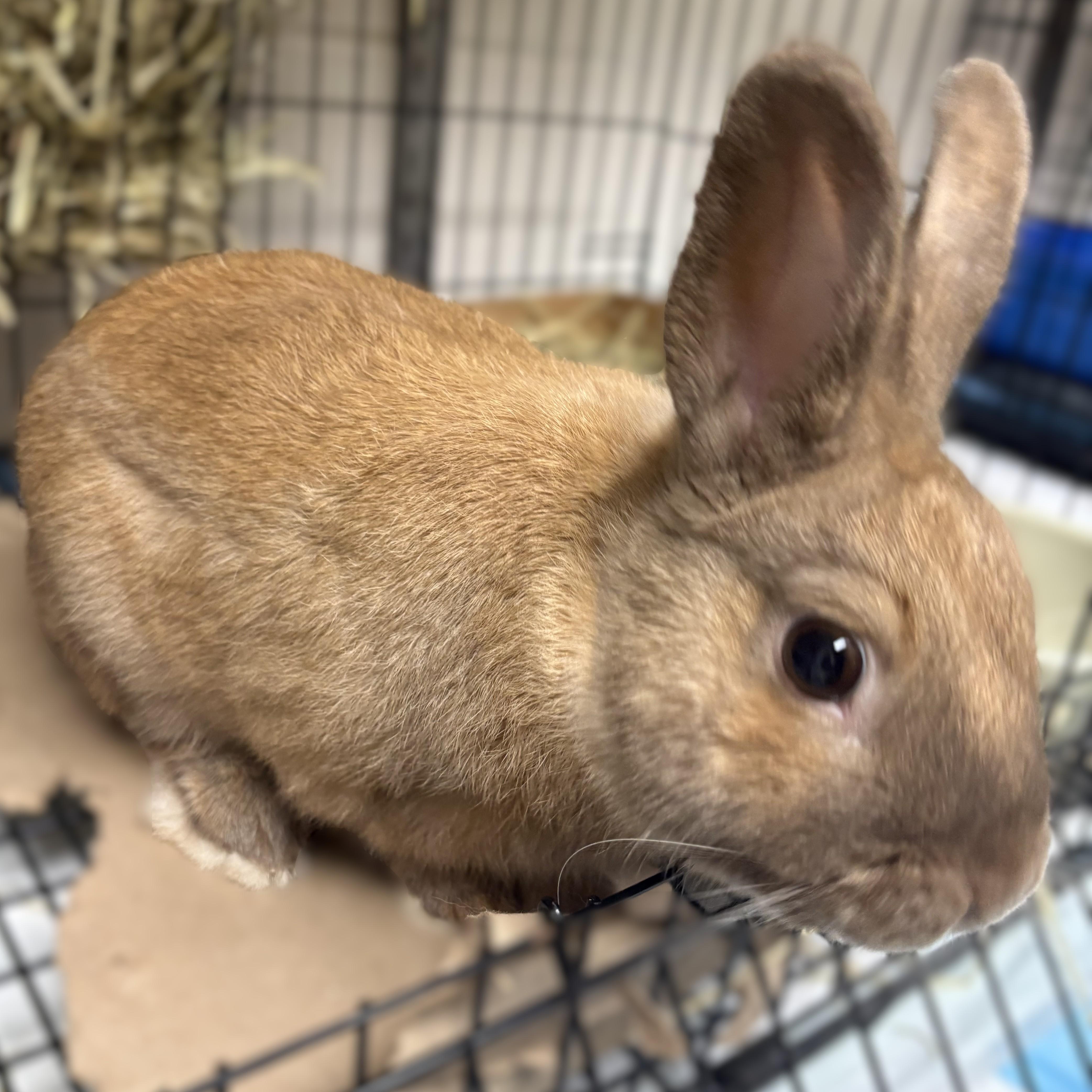 Steven- 53355, an adopted Bunny Rabbit in Columbia, MD image 3/3