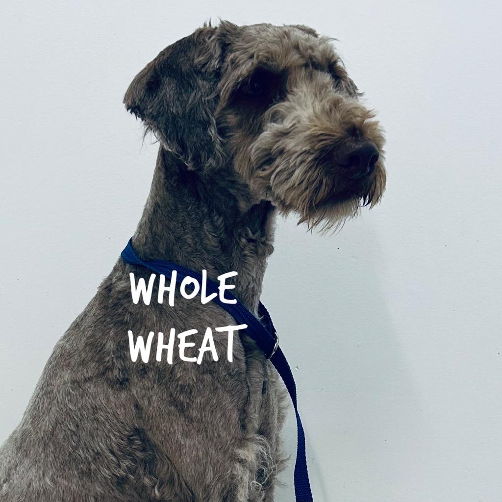 Enlarge Whole Wheat, a Adoptable Wheaten Terrier in Jacksonville, IL image 1/1