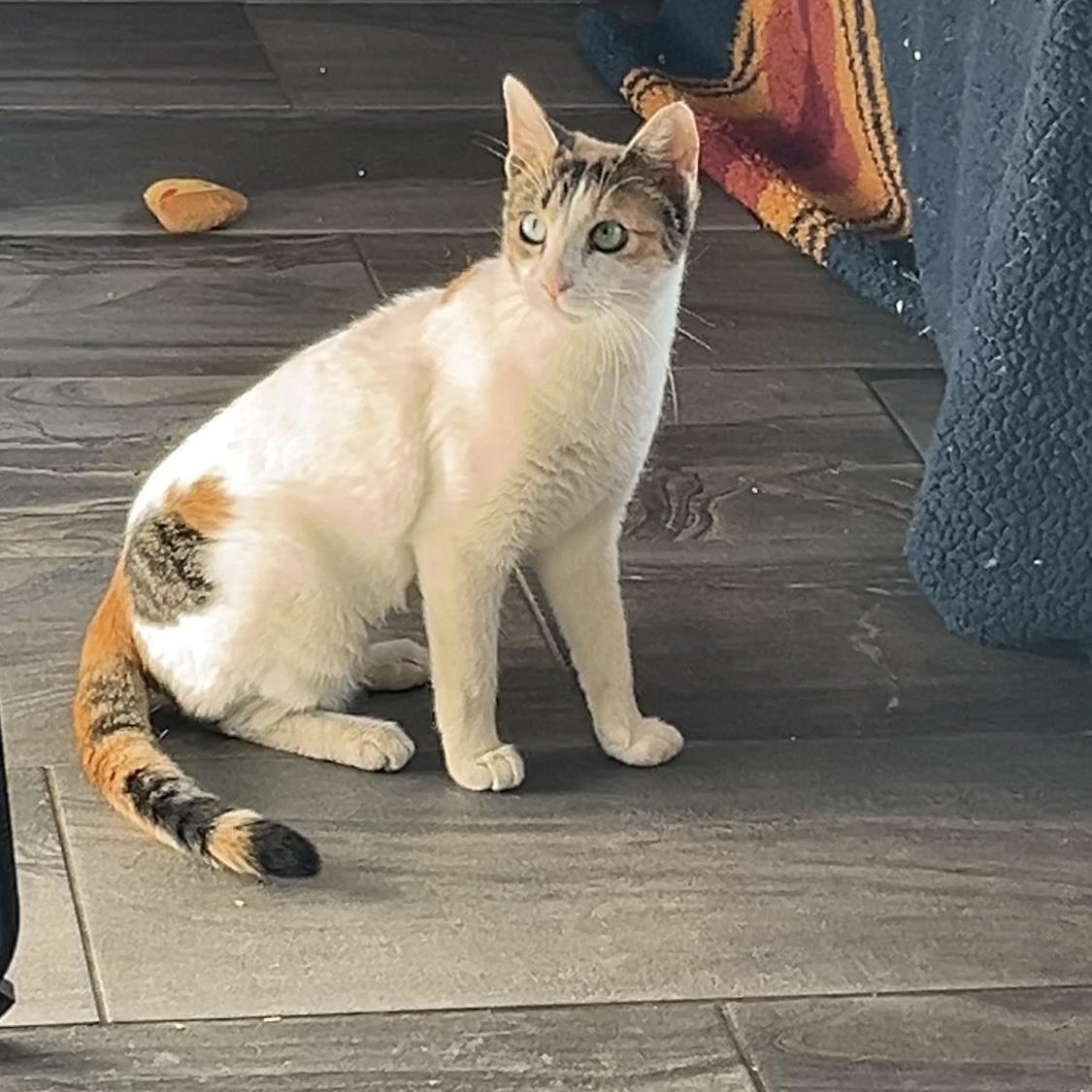 Stacey , a ADOPTABLE American Shorthair in Austin, TX image 6/6