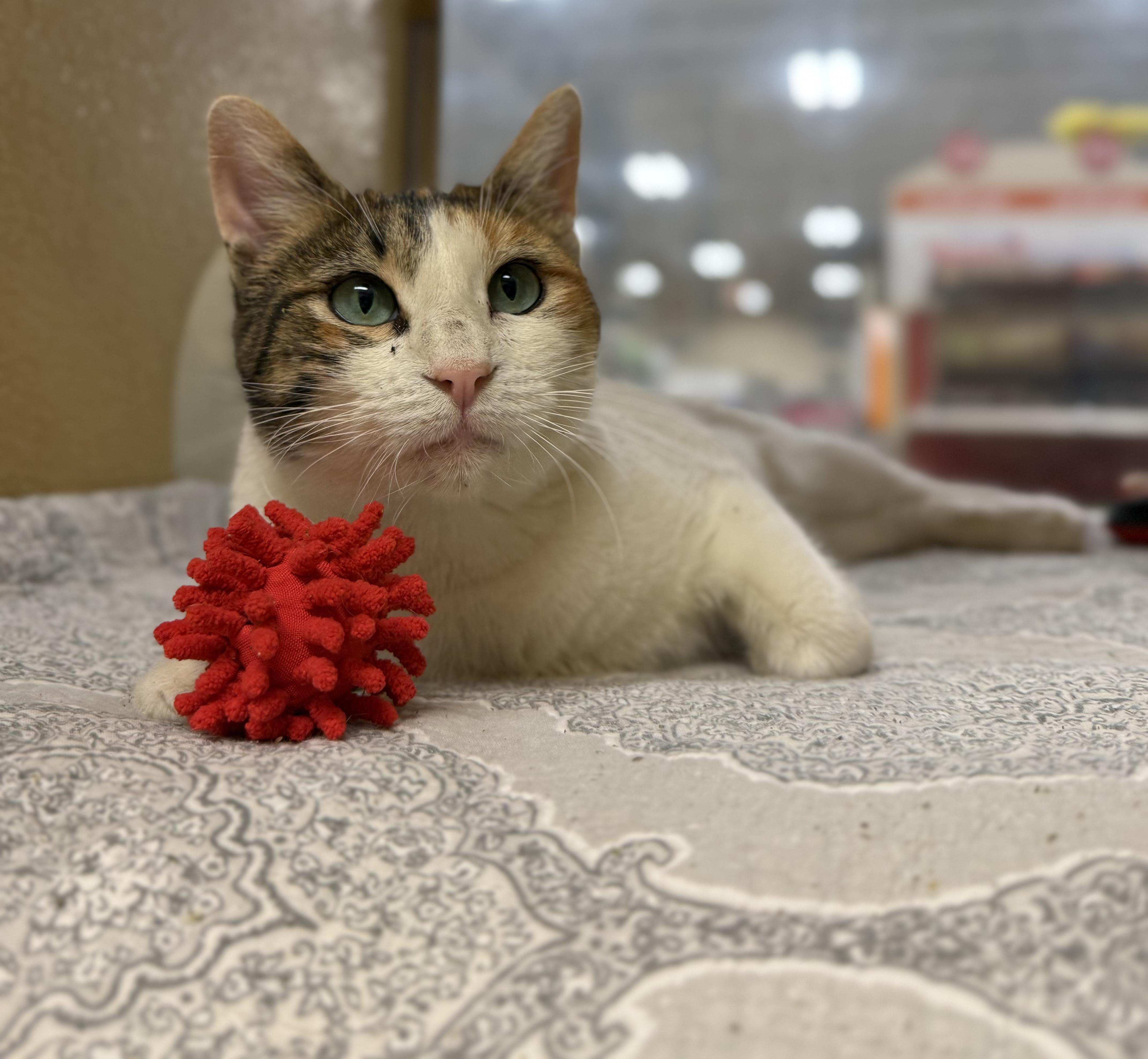 Stacey , a ADOPTABLE American Shorthair in Austin, TX image 5/6