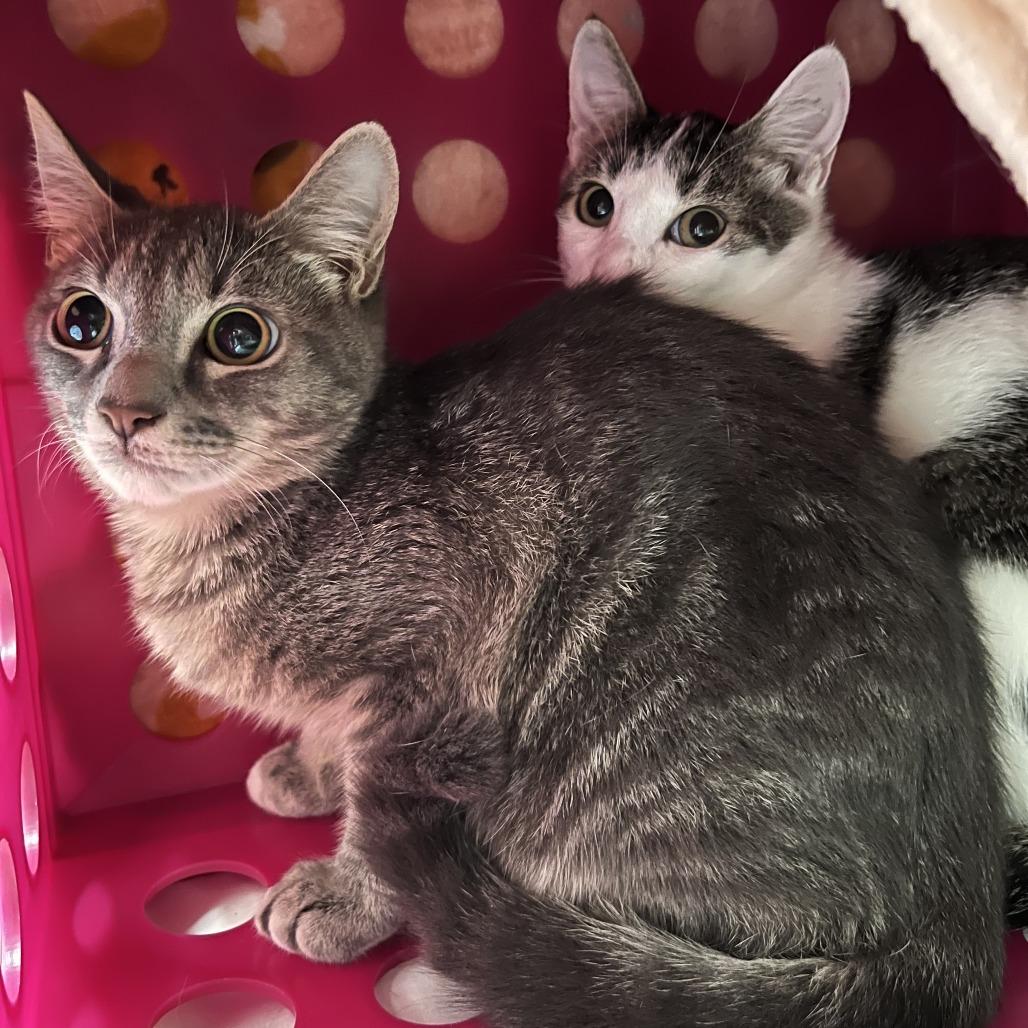Sazzy, Adoptable, Young Female Domestic Medium Hair.