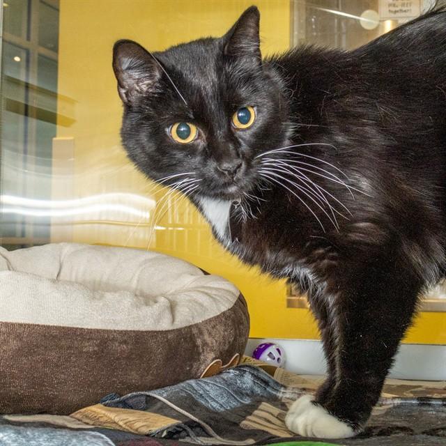 Enlarge SOCKS, a Adoptable Domestic Short Hair in St. Louis, MO image 1/1