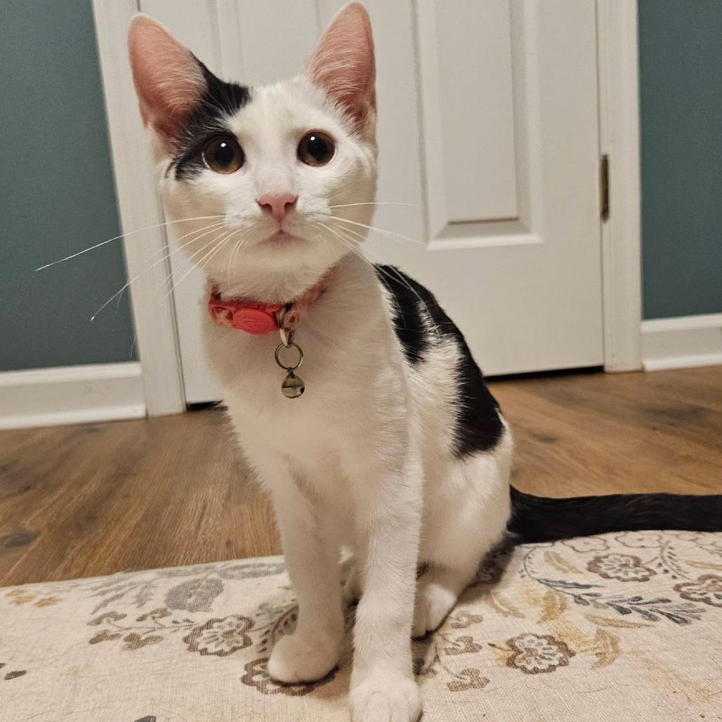 Enlarge Monica, a Adoptable Domestic Short Hair in Charlottesville, VA image 1/6