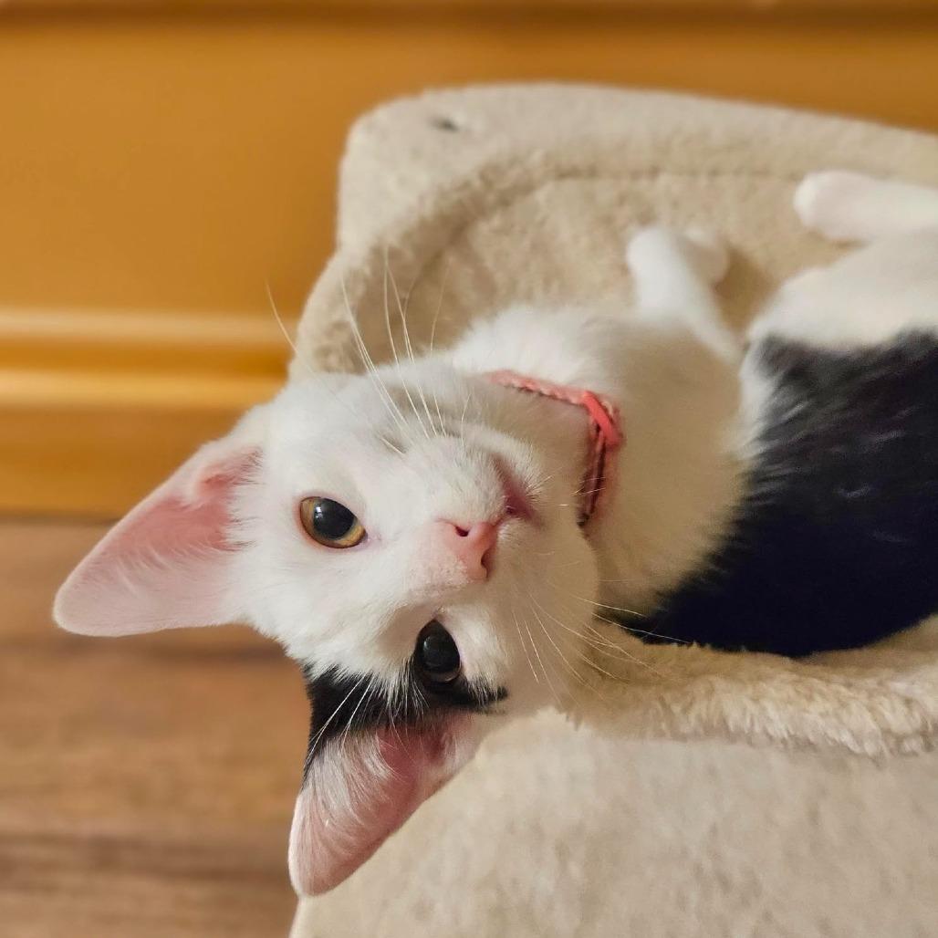 Enlarge Monica, a Adoptable Domestic Short Hair in Charlottesville, VA image 2/6
