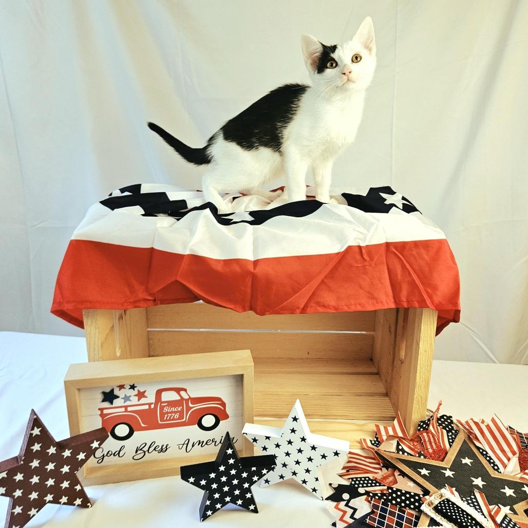 Monica, Adoptable, Kitten Female Domestic Short Hair.