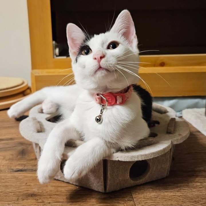 Enlarge Monica, a Adoptable Domestic Short Hair in Charlottesville, VA image 3/6
