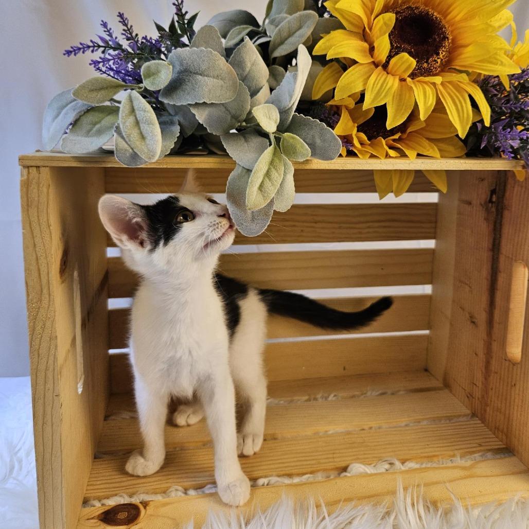 Monica, a Adoptable Domestic Short Hair in Charlottesville, VA image 2/6