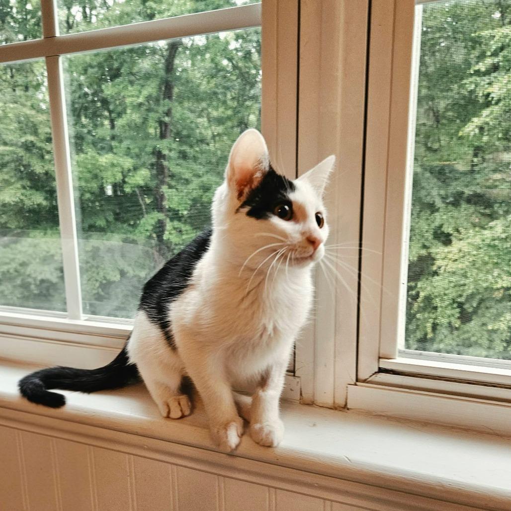 Enlarge Monica, a Adoptable Domestic Short Hair in Charlottesville, VA image 4/6
