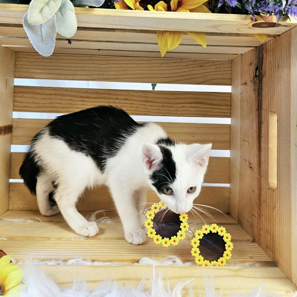 Monica, a Adoptable Domestic Short Hair in Charlottesville, VA image 3/6