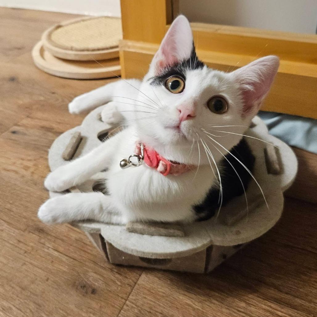 Enlarge Monica, a Adoptable Domestic Short Hair in Charlottesville, VA image 5/6