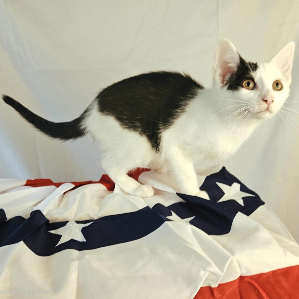 Monica, a Adoptable Domestic Short Hair in Charlottesville, VA image 4/6