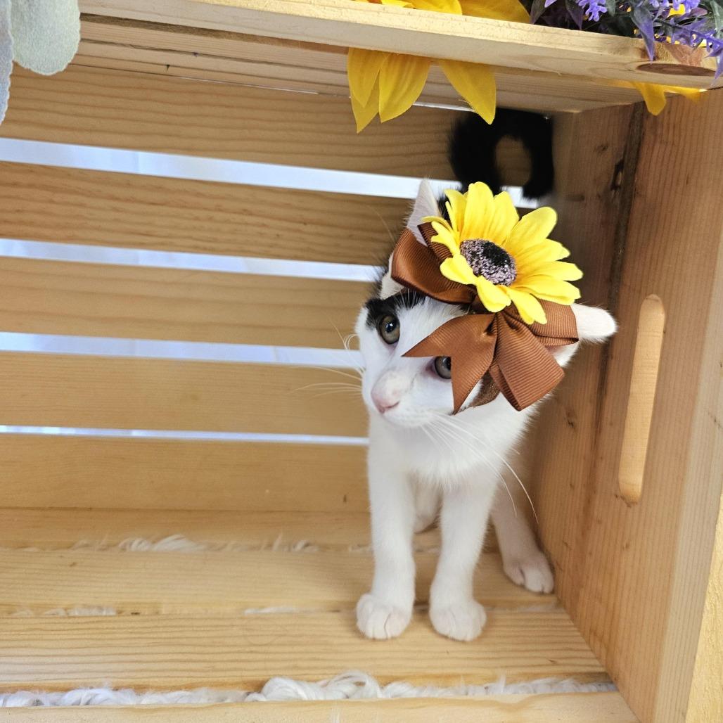 Monica, a Adoptable Domestic Short Hair in Charlottesville, VA image 5/6