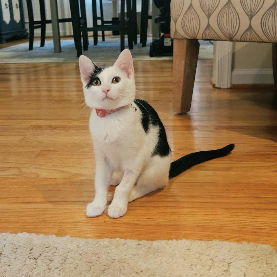 Enlarge Monica, a Adoptable Domestic Short Hair in Charlottesville, VA image 6/6