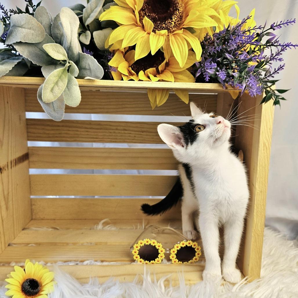 Monica, a Adoptable Domestic Short Hair in Charlottesville, VA image 6/6