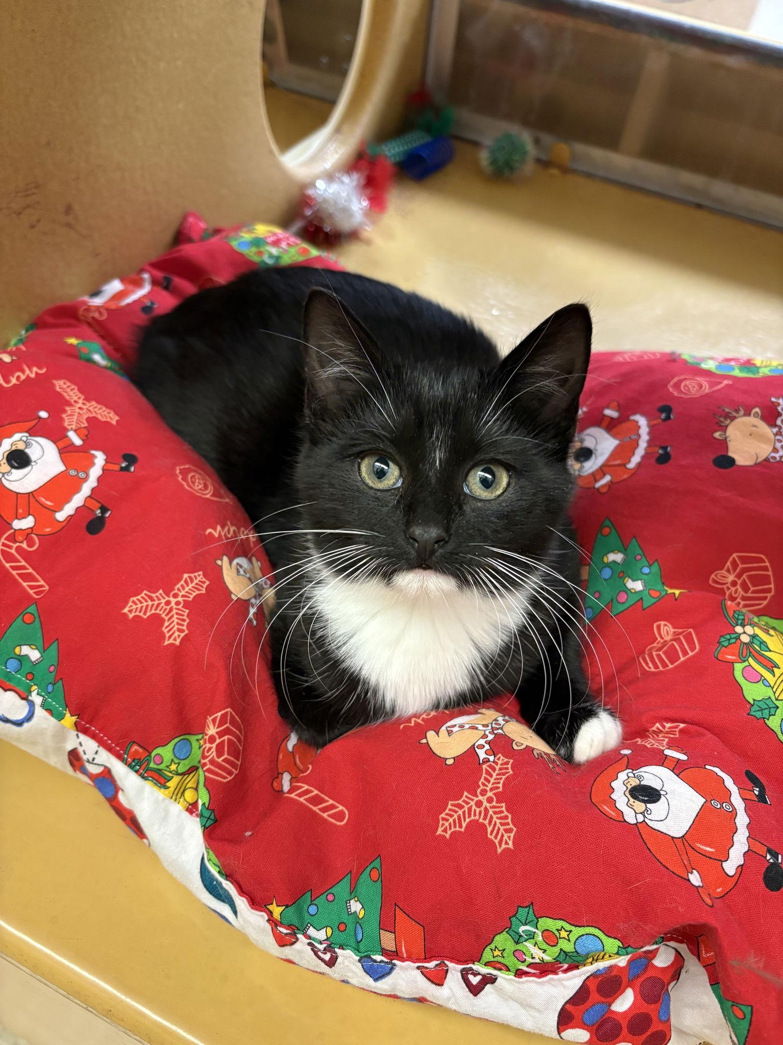 Enlarge Tinsel, a Adopted mixed breed in Yardley, PA image 1/3