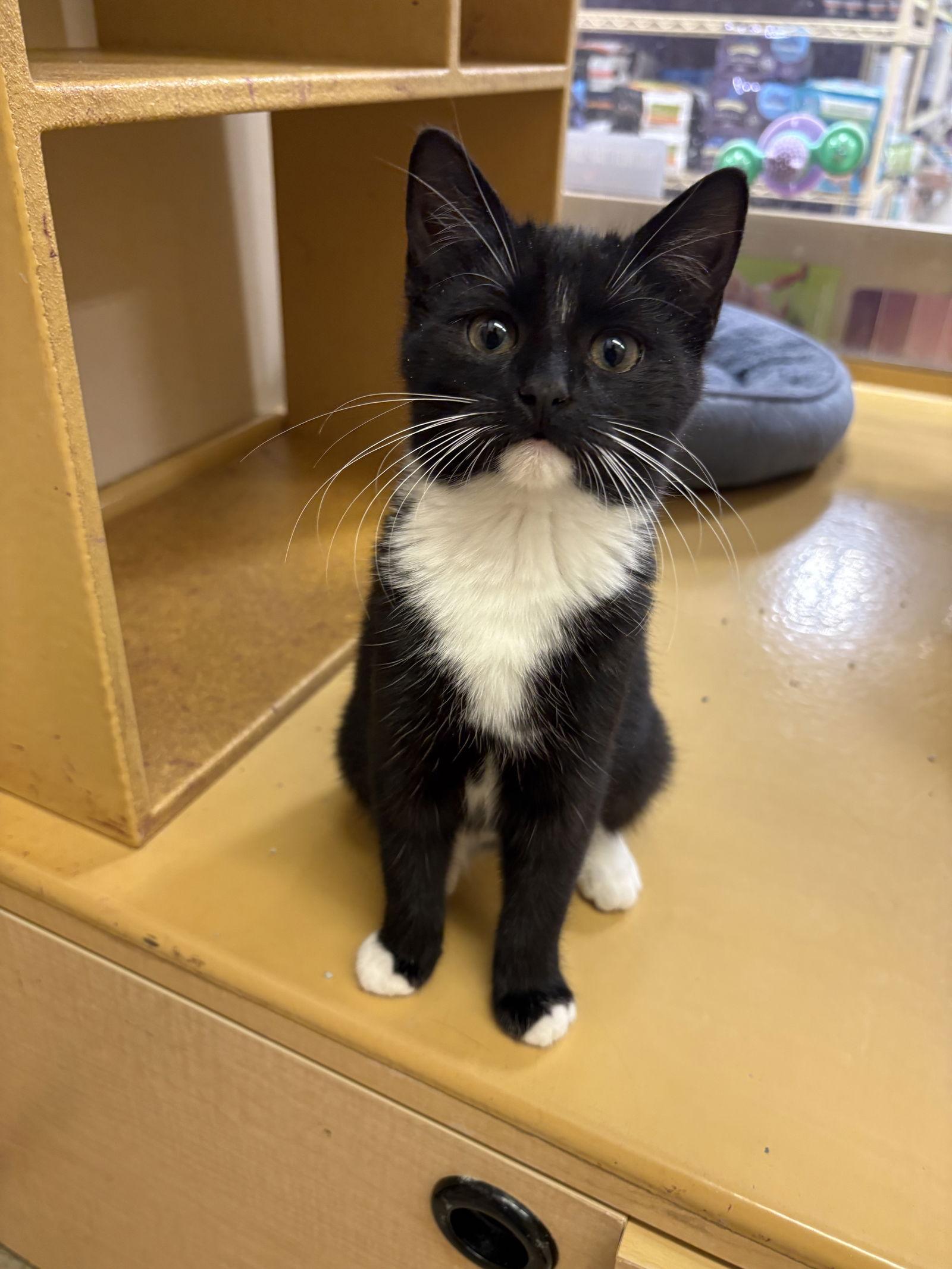 Enlarge Tinsel, a Adopted mixed breed in Yardley, PA image 2/3