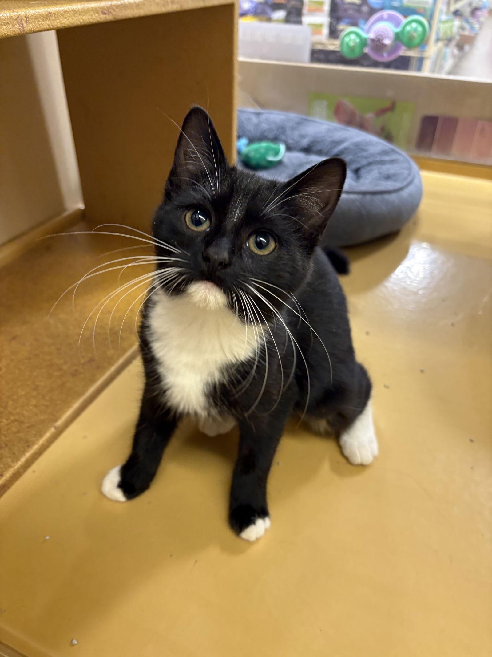 Enlarge Tinsel, a Adopted mixed breed in Yardley, PA image 3/3