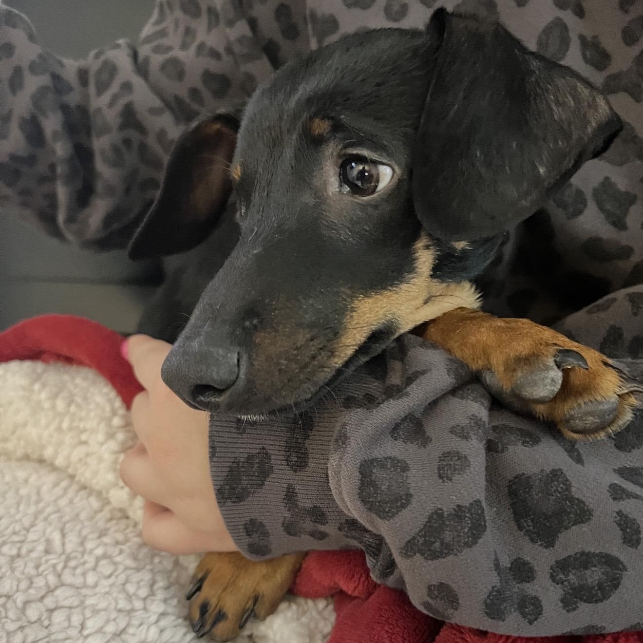 Enlarge Taco , a ADOPTABLE mixed breed in Pelham, NH image 3/6