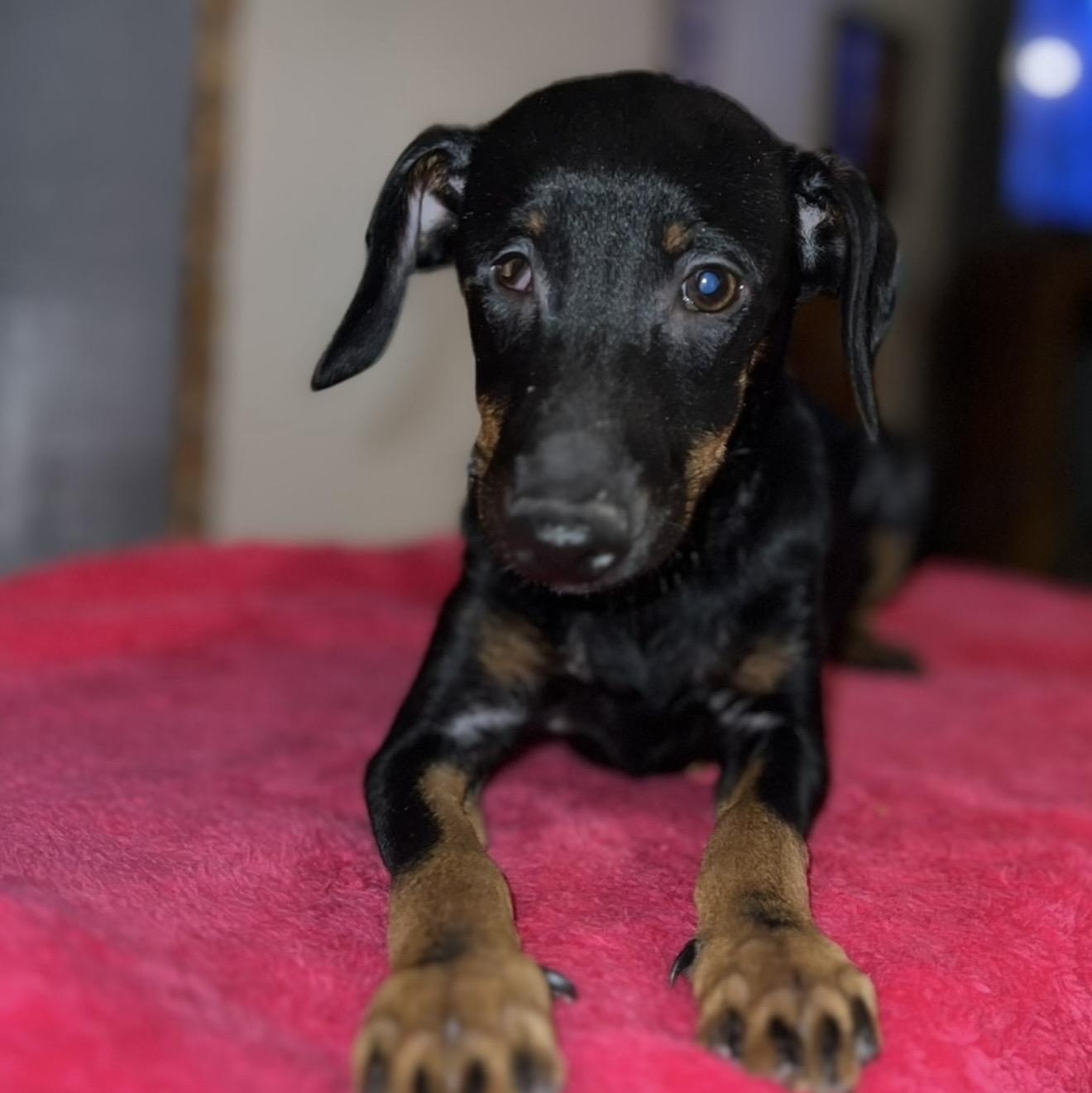 Enlarge Taco , a ADOPTABLE mixed breed in Pelham, NH image 2/6