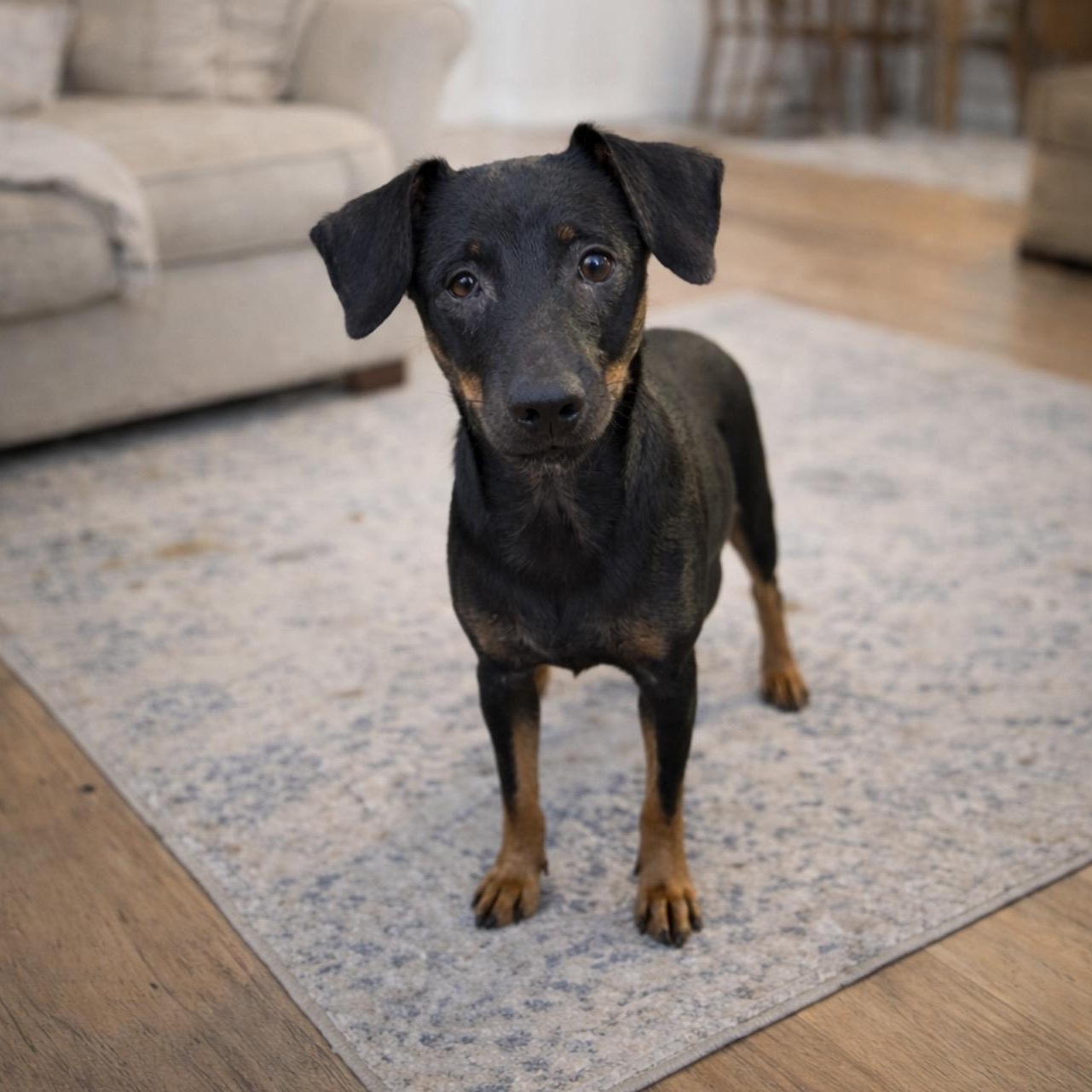 Taco , ADOPTABLE, Young Male Miniature Pinscher & Chihuahua.