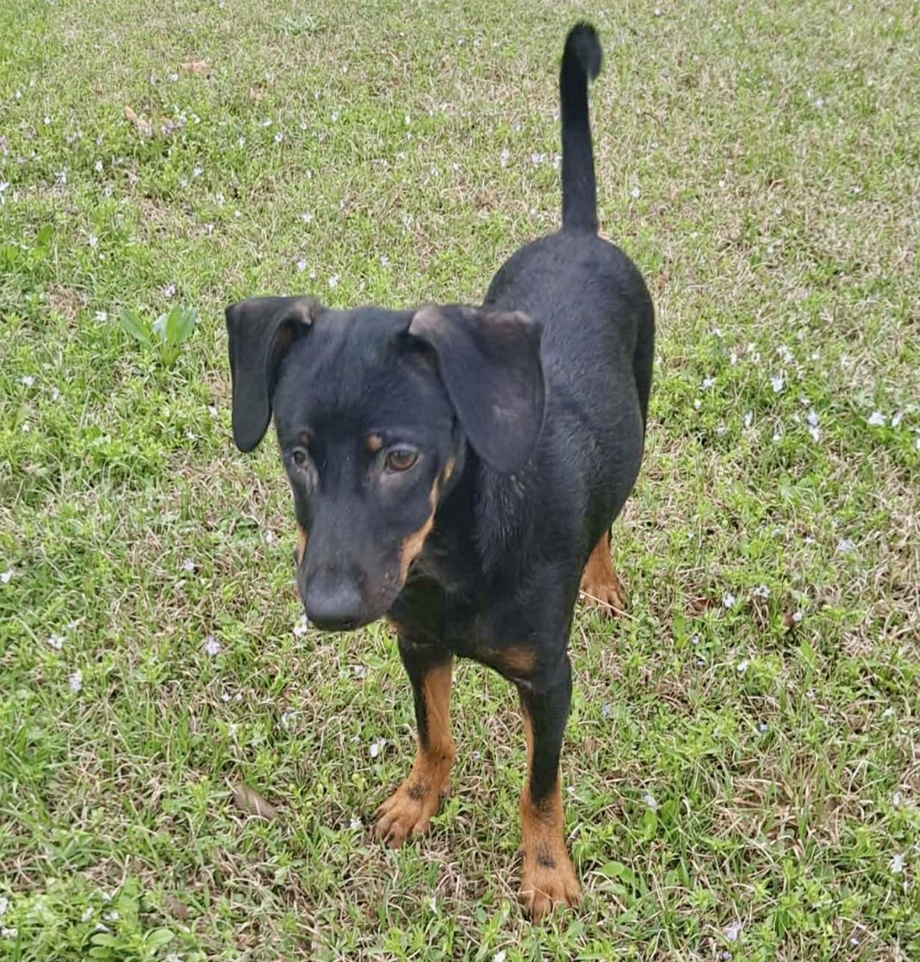 Enlarge Taco , a ADOPTABLE mixed breed in Pelham, NH image 5/6