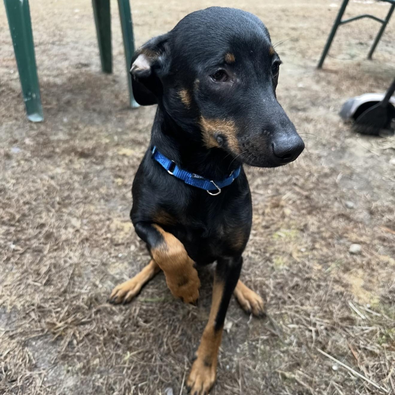 Enlarge Taco , a ADOPTABLE mixed breed in Pelham, NH image 6/6