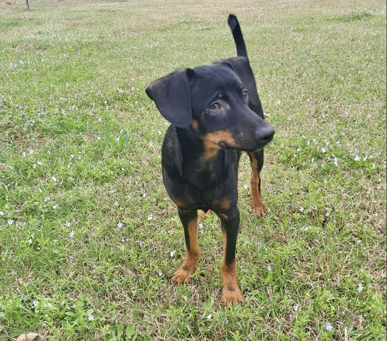 Enlarge Taco , a ADOPTABLE mixed breed in Pelham, NH image 4/6