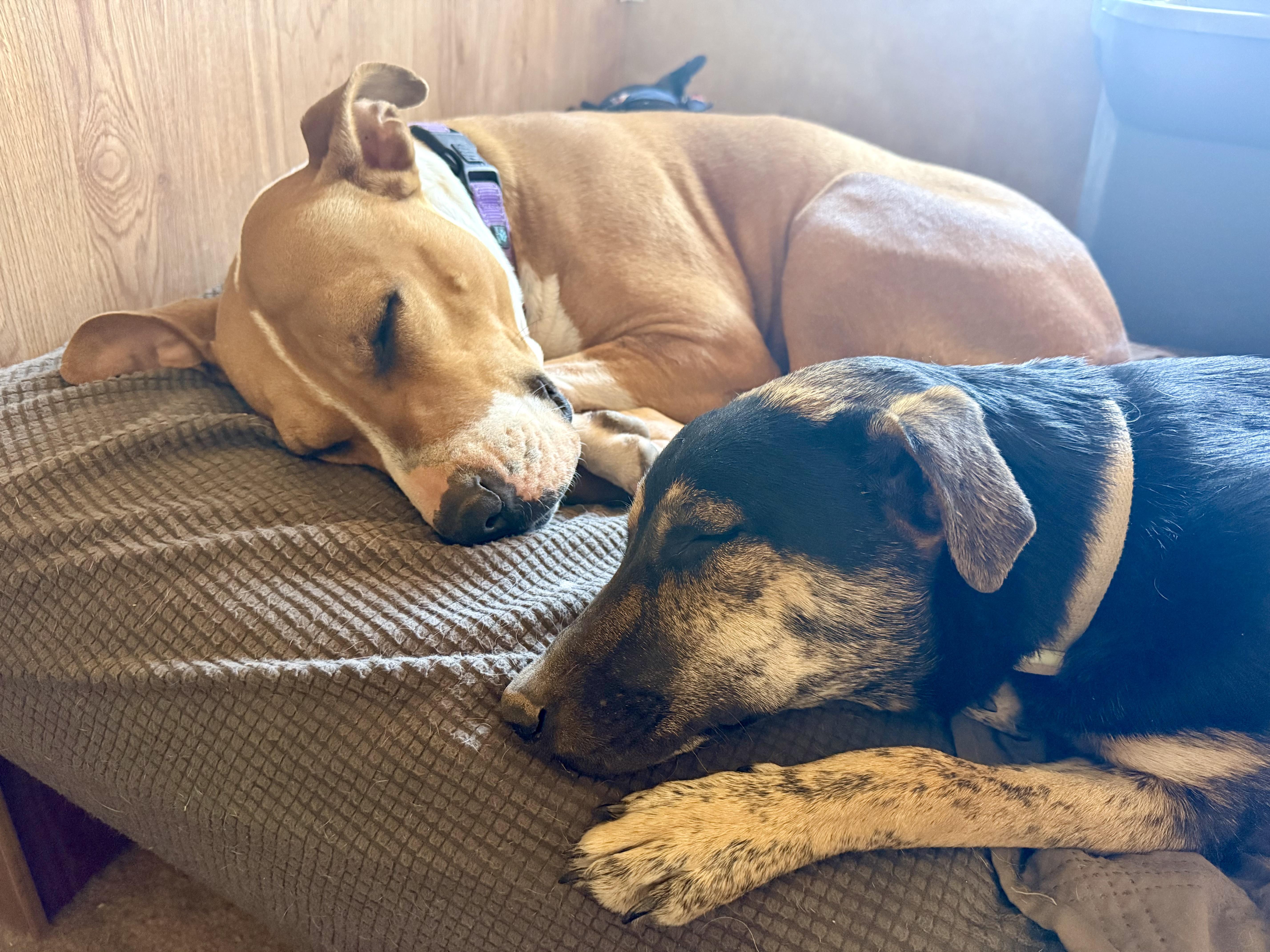 Enlarge Honey, a Adoptable mixed breed in Tucson, AZ image 1/6