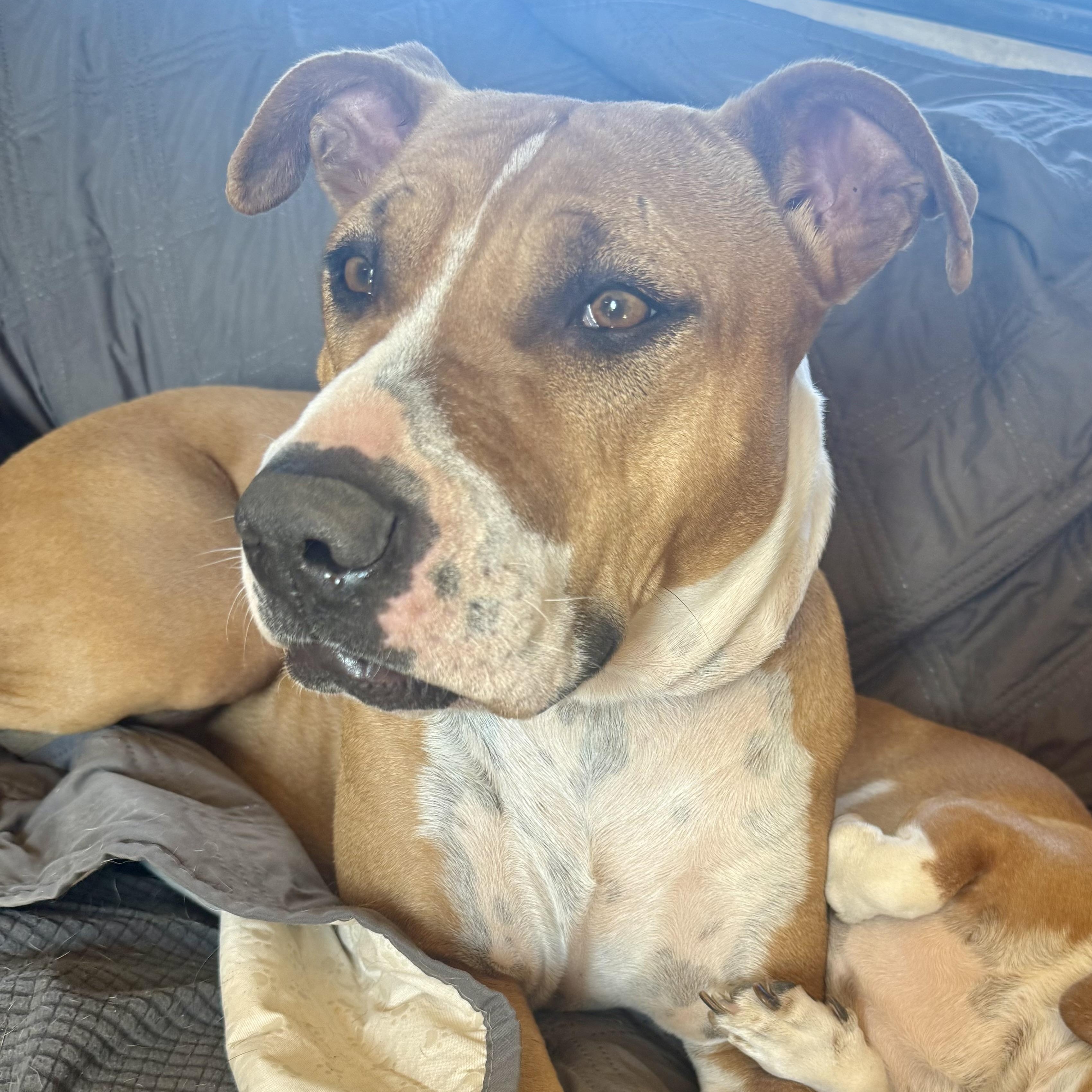 Honey, Adoptable, Adult Female Pit Bull Terrier & Boxer.