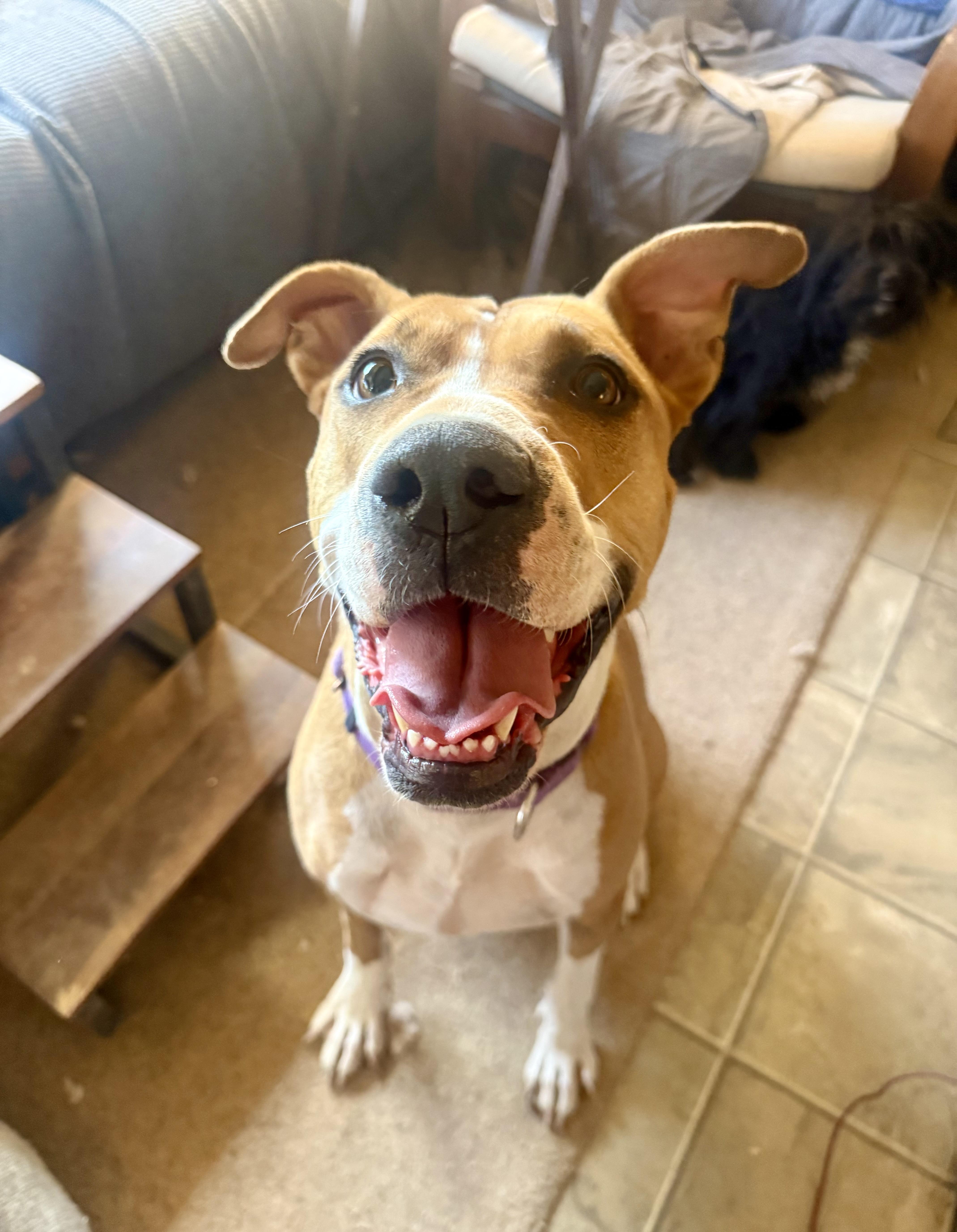 Enlarge Honey, a Adoptable mixed breed in Tucson, AZ image 2/6