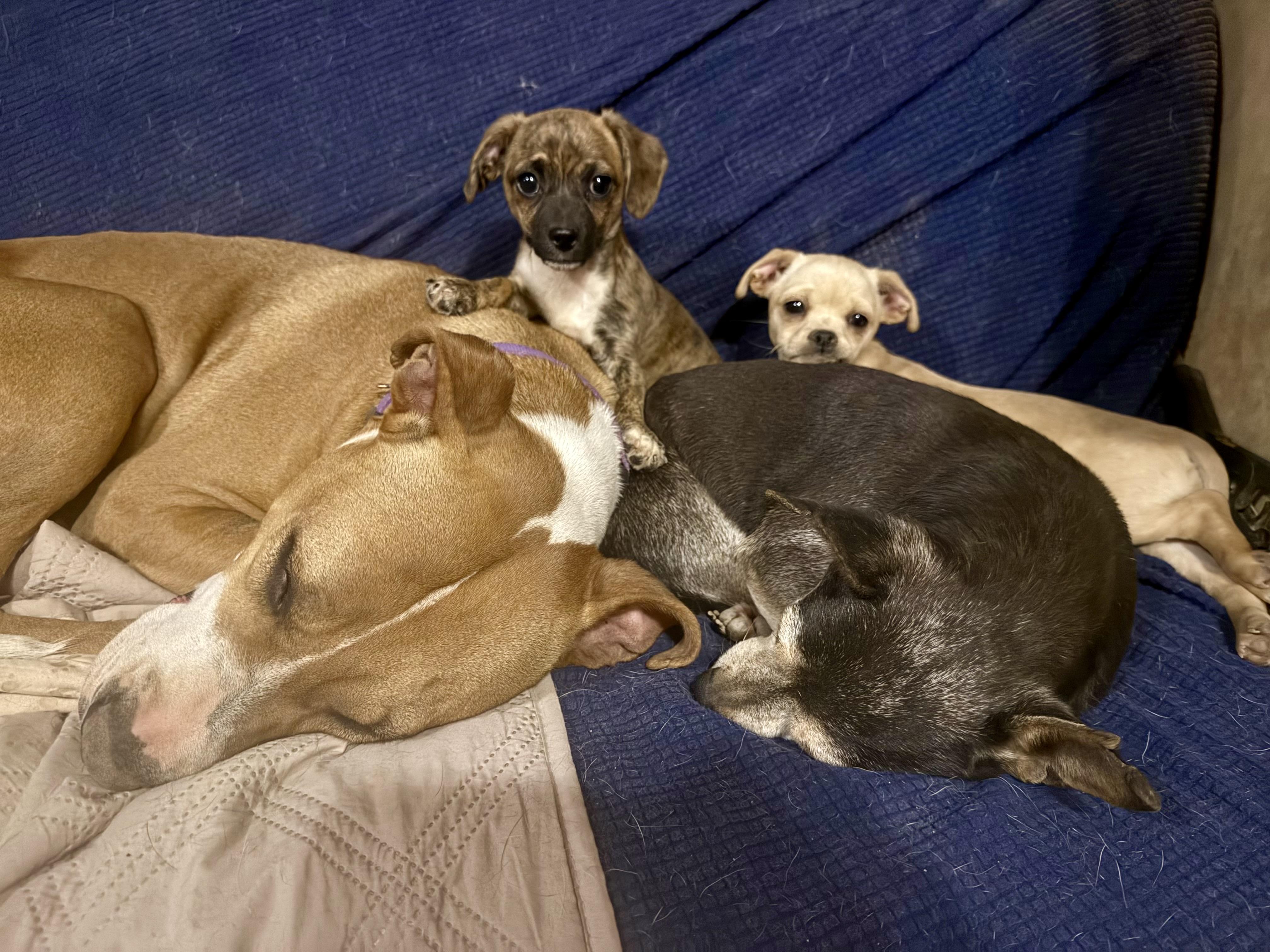 Enlarge Honey, a Adoptable mixed breed in Tucson, AZ image 1/6