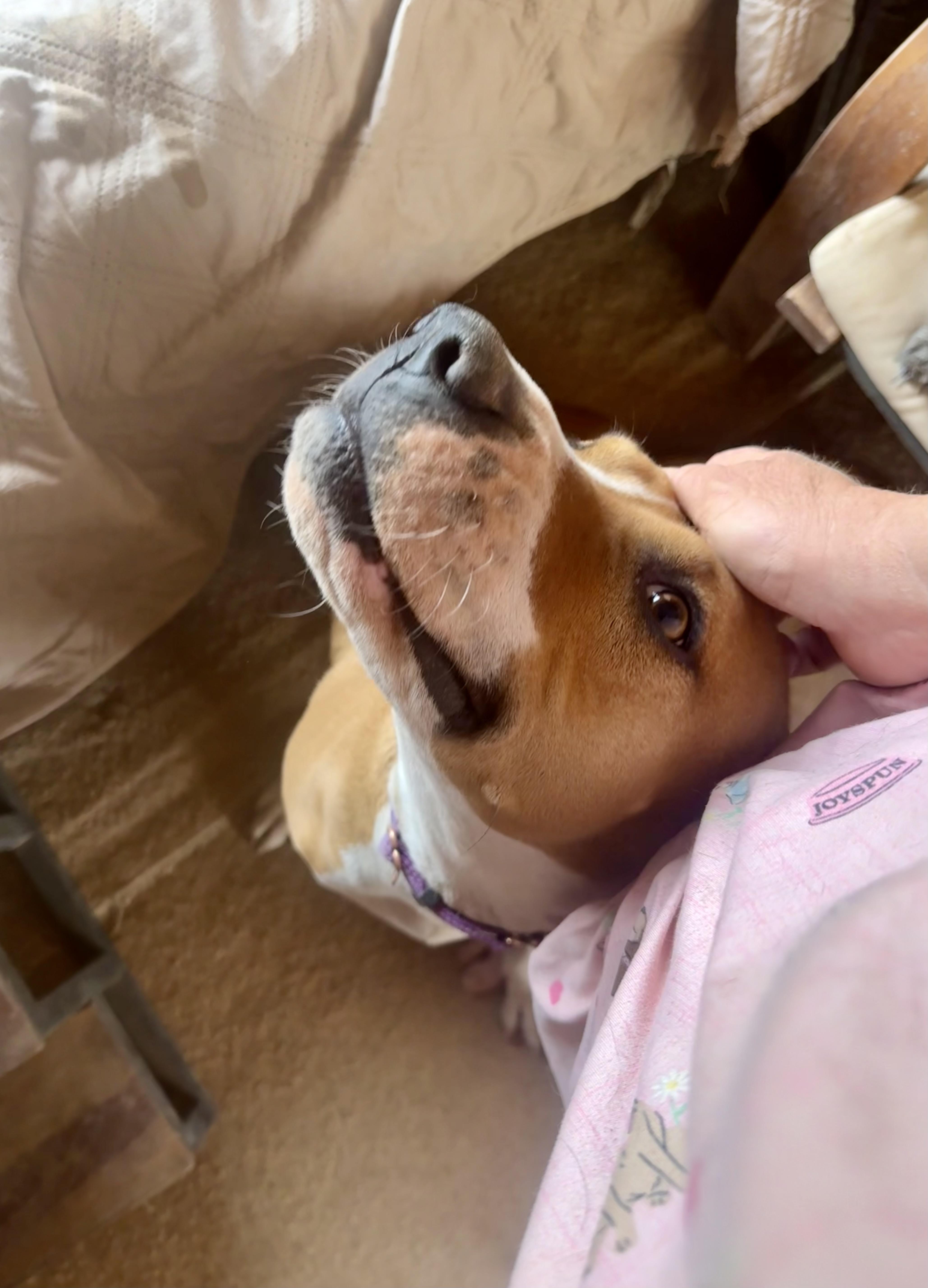 Enlarge Honey, a Adoptable mixed breed in Tucson, AZ image 2/6
