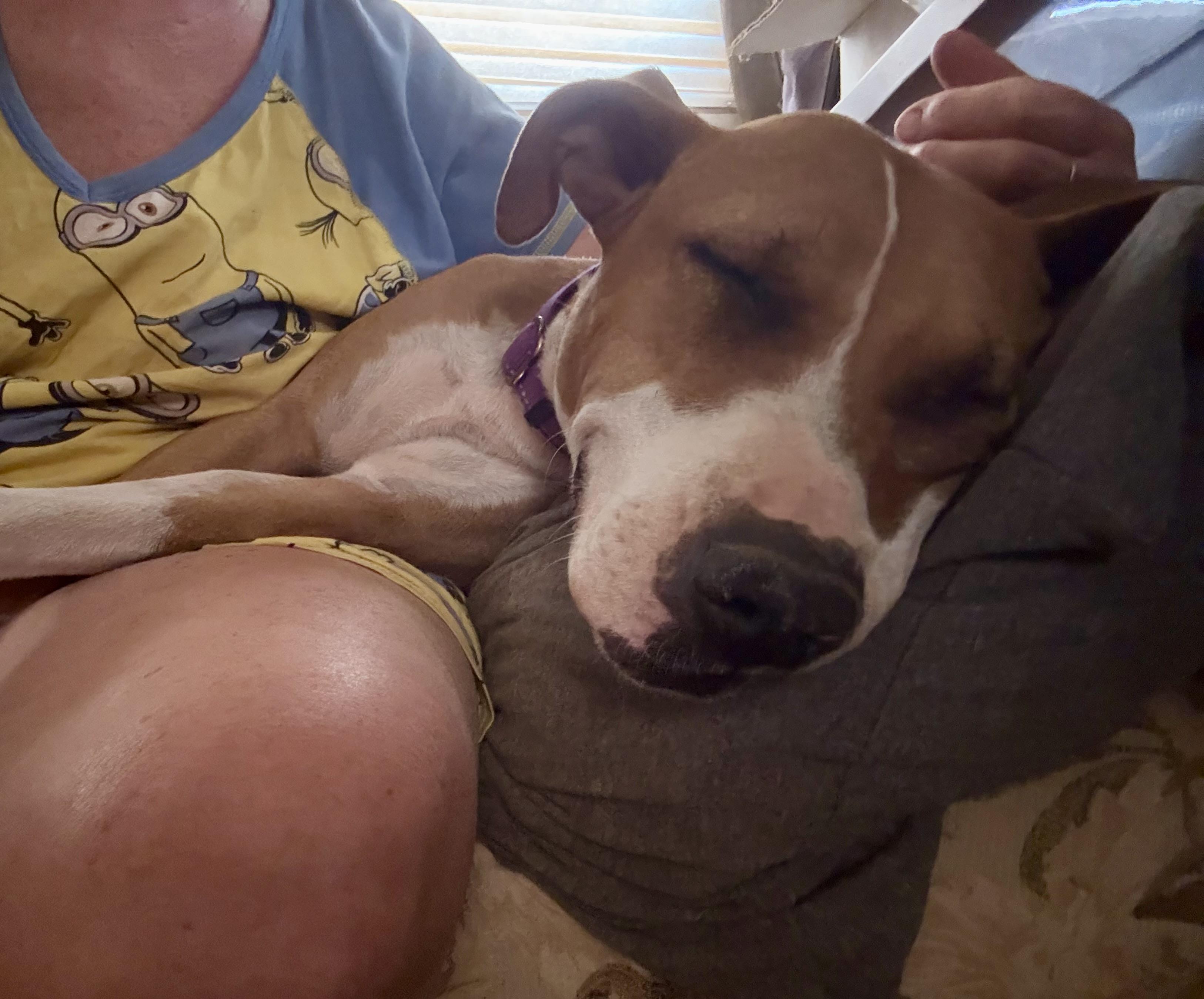 Enlarge Honey, a Adoptable mixed breed in Tucson, AZ image 3/6