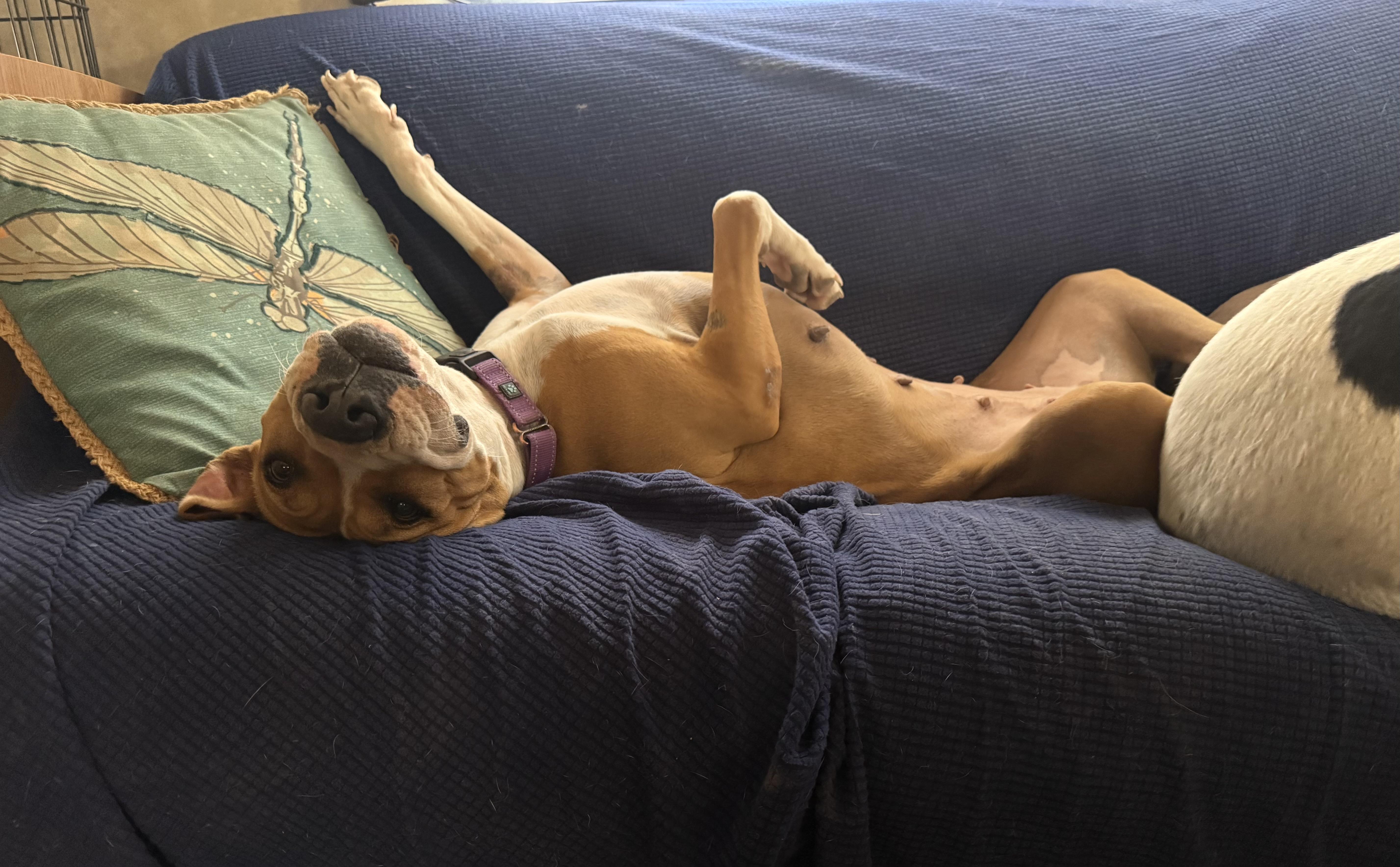 Enlarge Honey, a Adoptable mixed breed in Tucson, AZ image 4/6