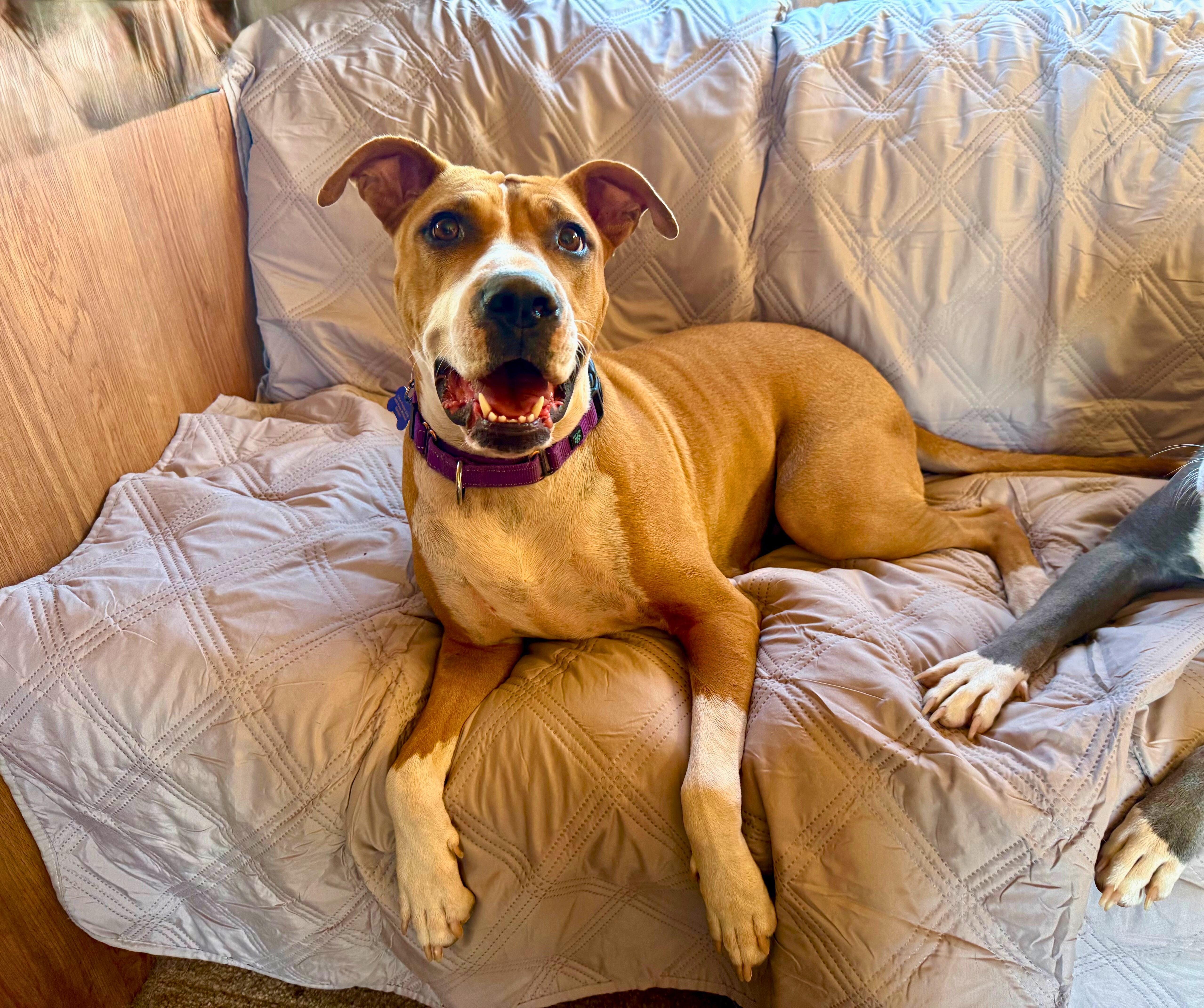 Enlarge Honey, a Adoptable mixed breed in Tucson, AZ image 5/6