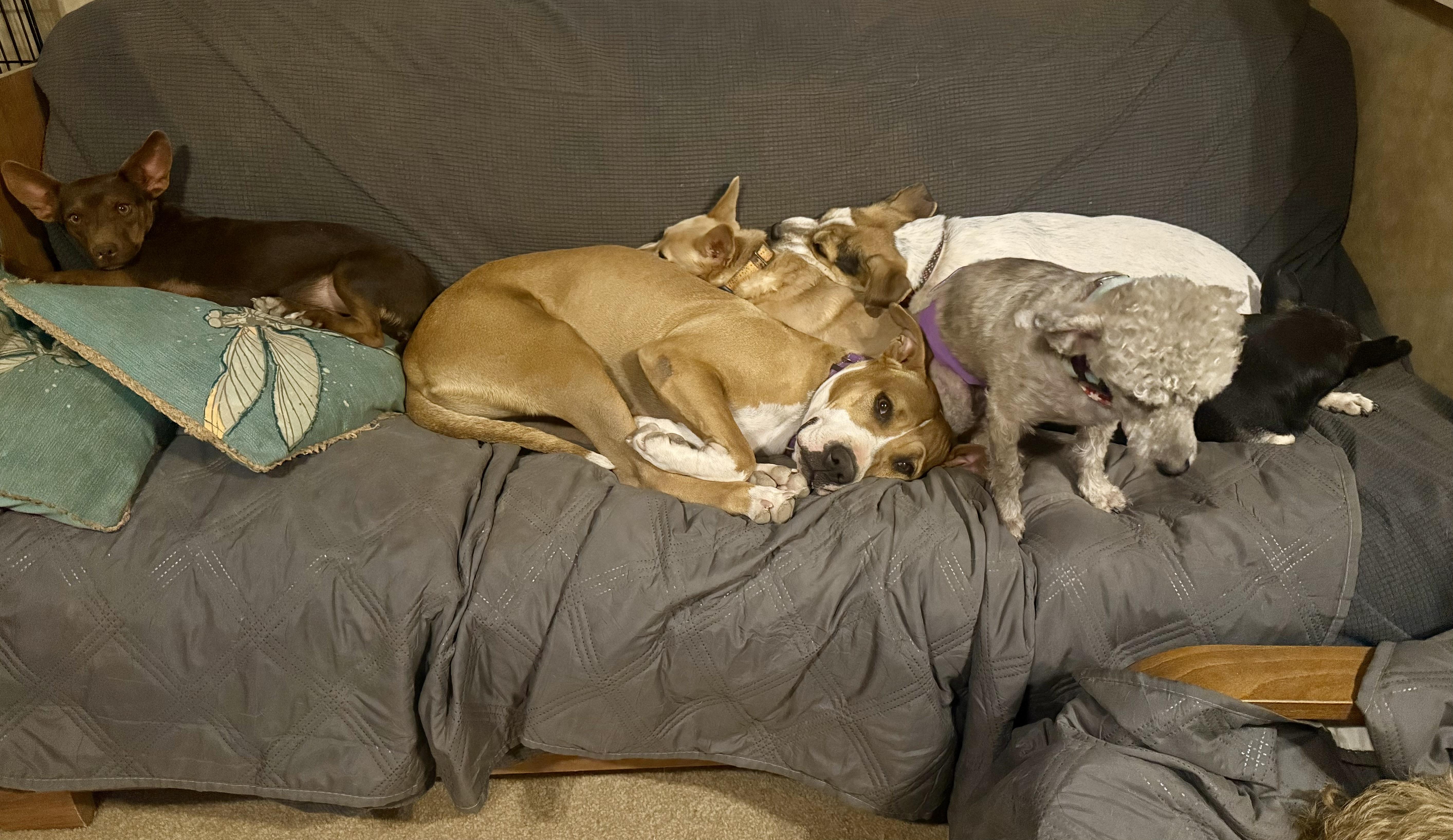 Enlarge Honey, a Adoptable mixed breed in Tucson, AZ image 4/6