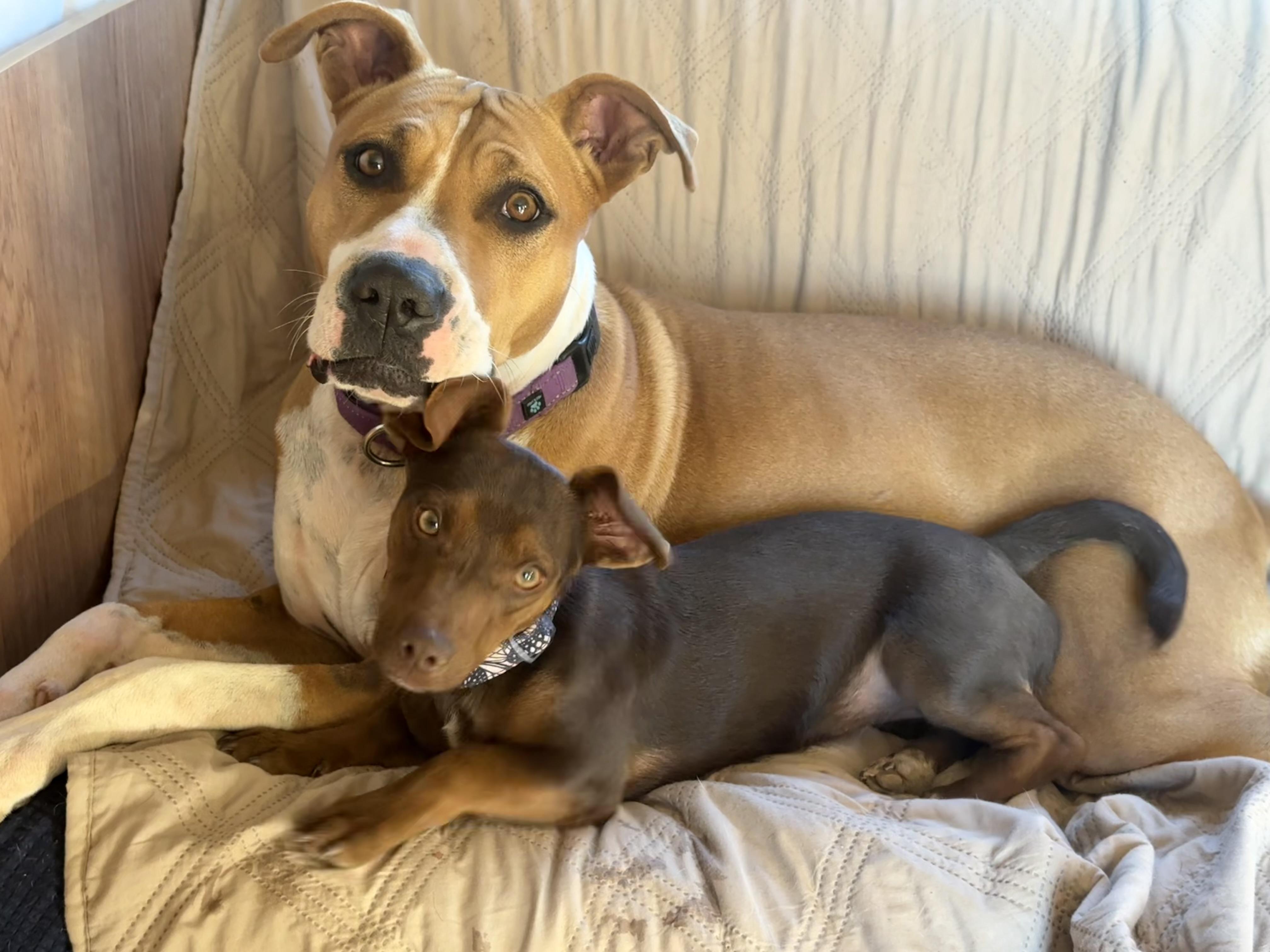 Honey, Adoptable, Adult Female Pit Bull Terrier & Boxer.