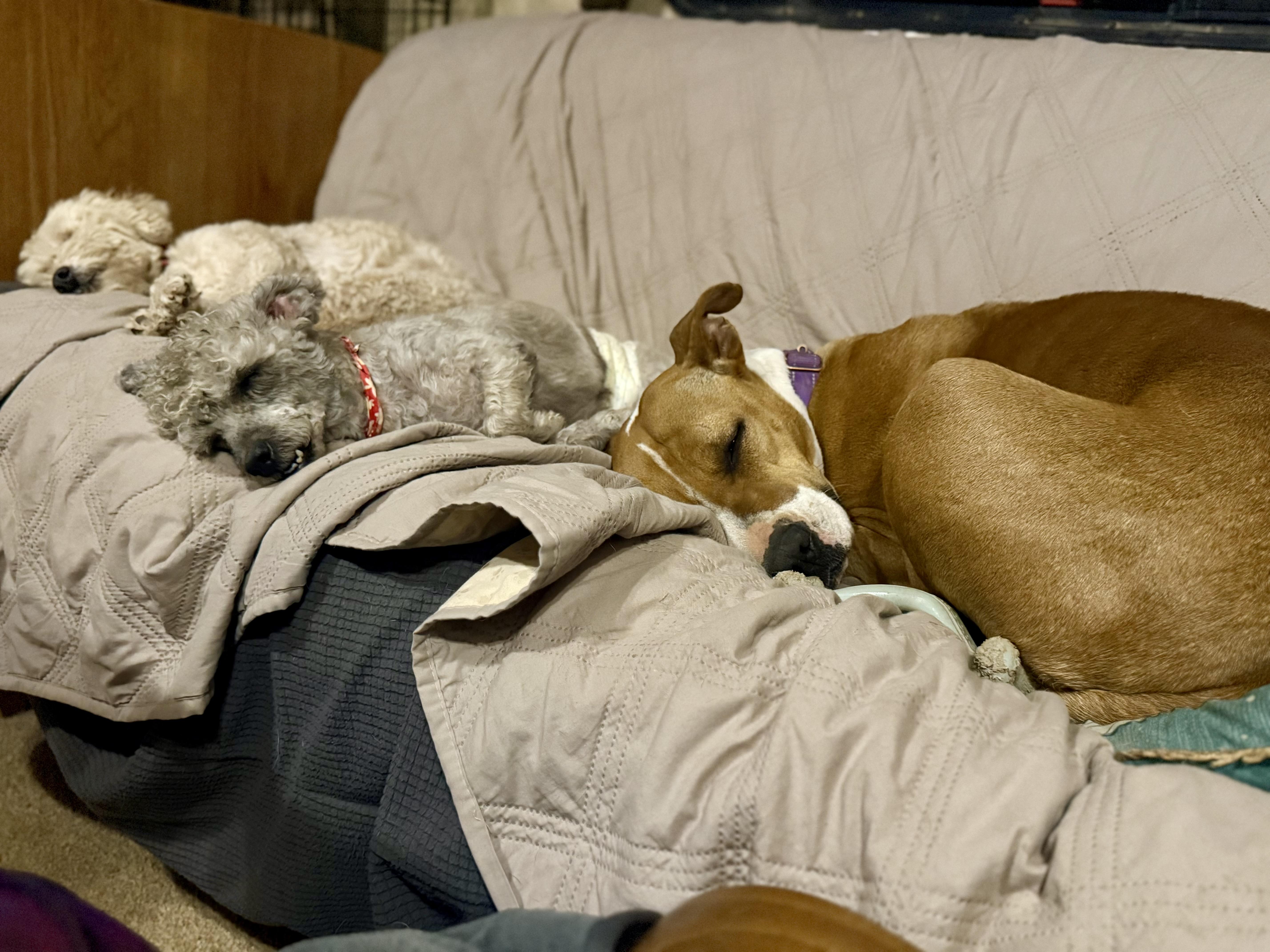 Enlarge Honey, a Adoptable mixed breed in Tucson, AZ image 2/6