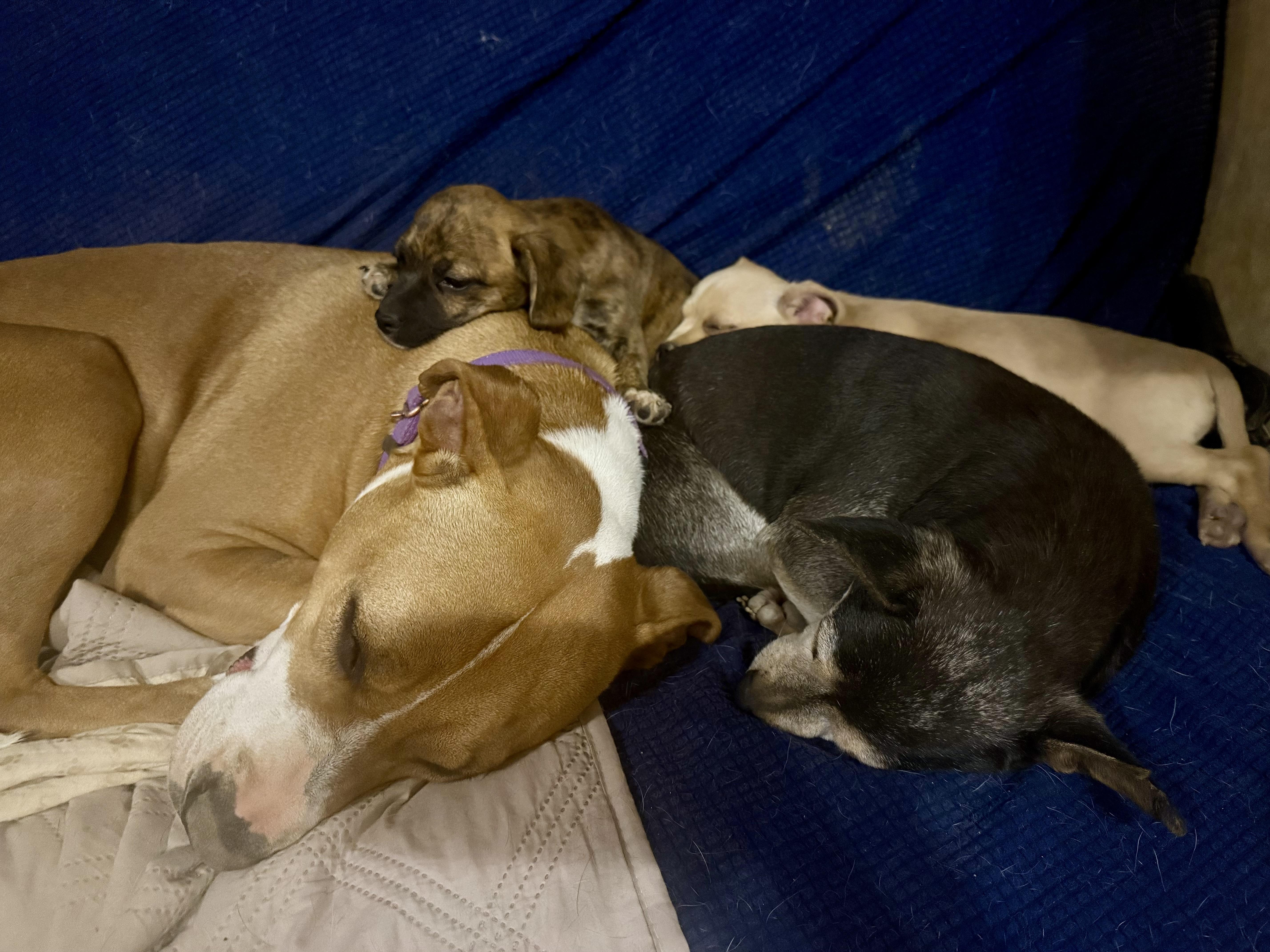 Enlarge Honey, a Adoptable mixed breed in Tucson, AZ image 4/6