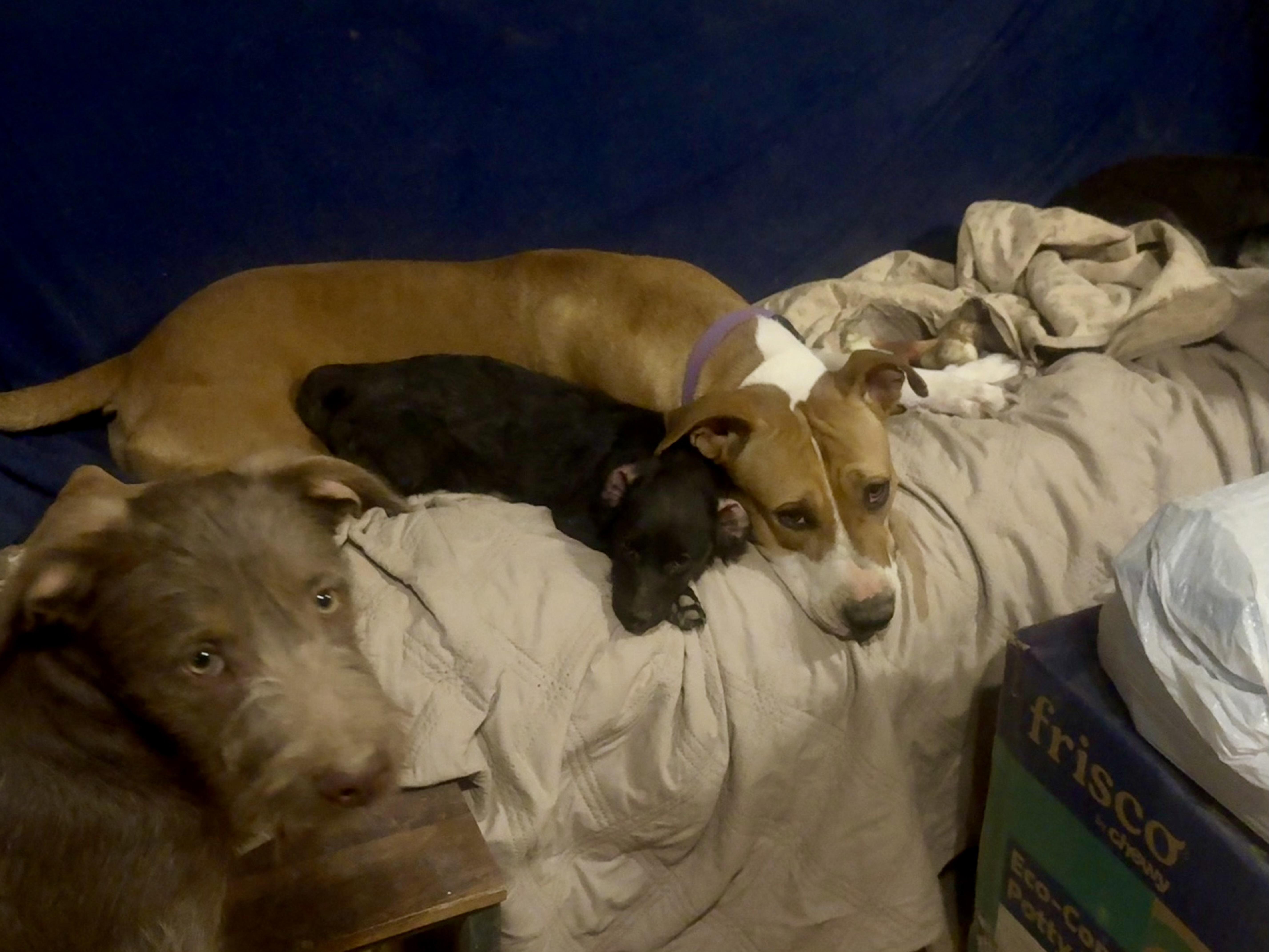 Enlarge Honey, a Adoptable mixed breed in Tucson, AZ image 5/6