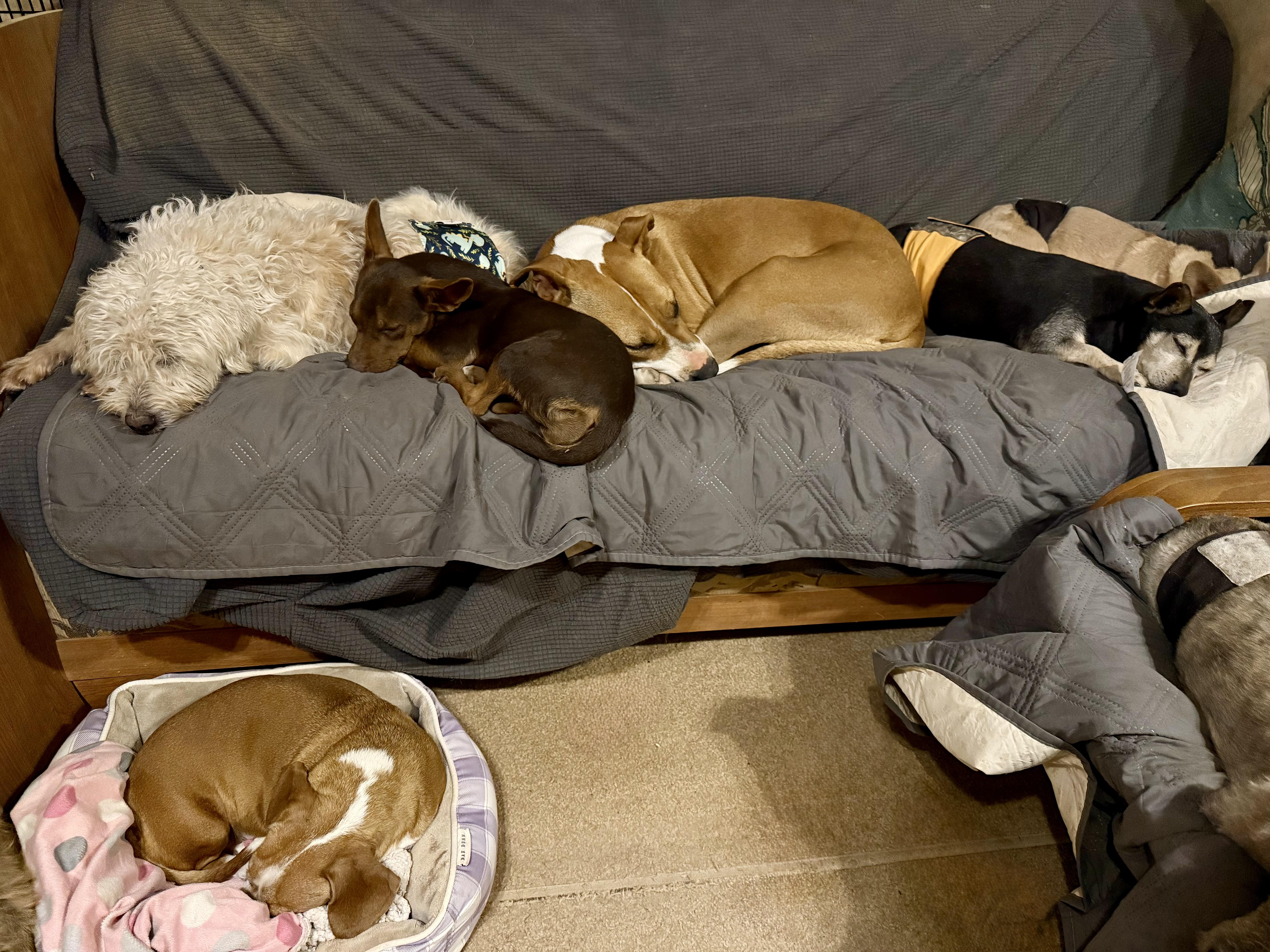 Enlarge Honey, a Adoptable mixed breed in Tucson, AZ image 6/6