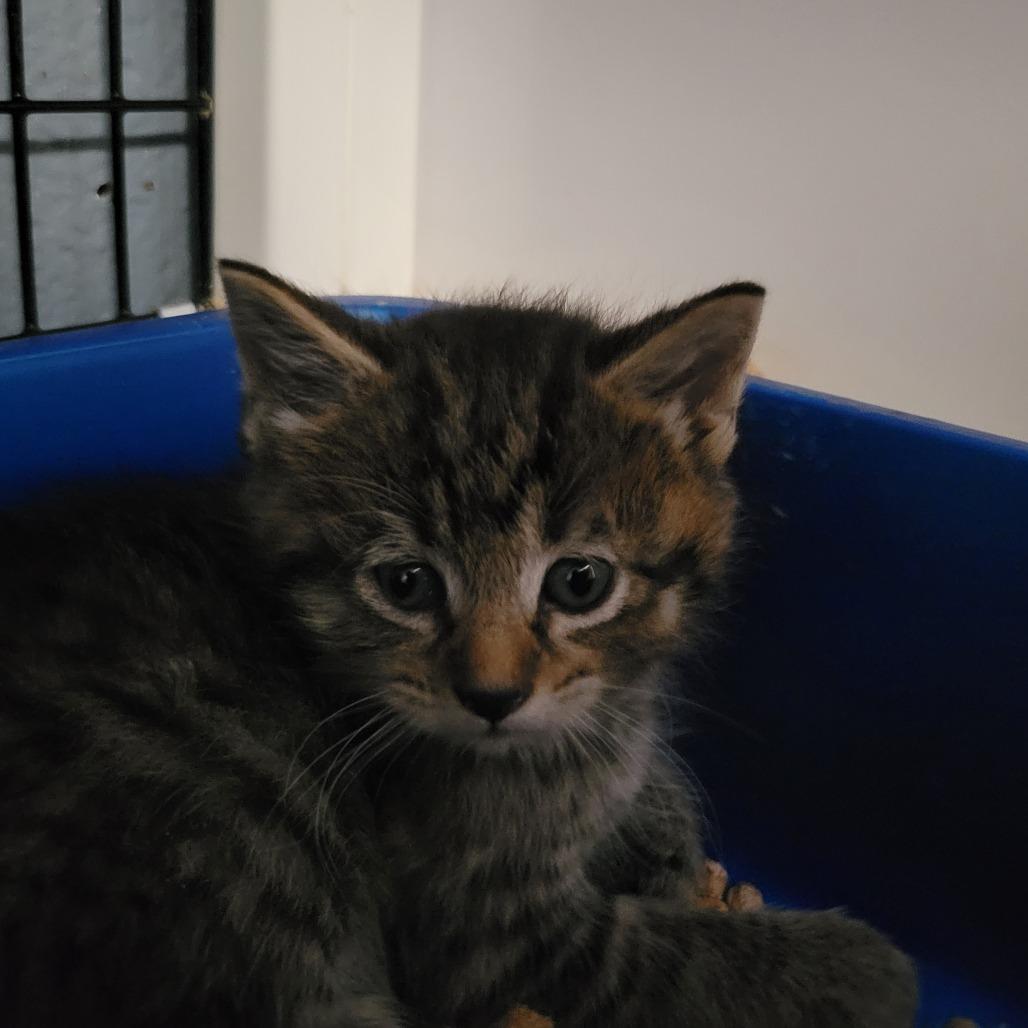 POP!, Adoptable, Kitten Male Domestic Medium Hair.