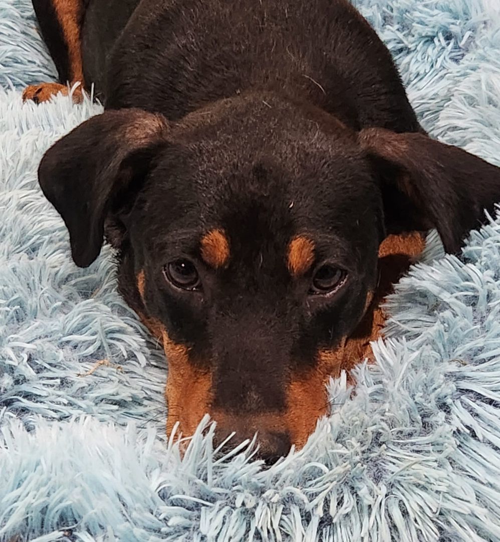 Enlarge Scooby, a Adoptable American Staffordshire Terrier in Mounds, OK image 1/6