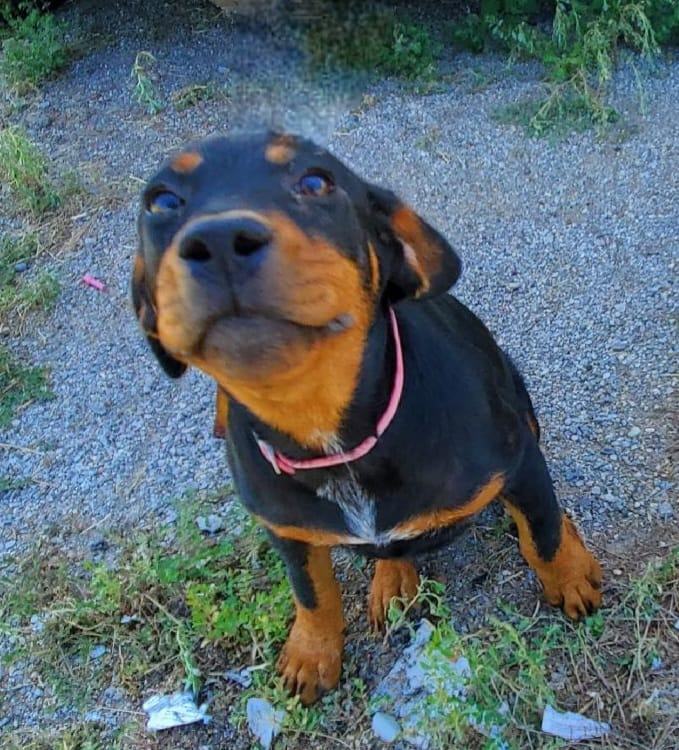 Enlarge Scooby, a Adoptable American Staffordshire Terrier in Mounds, OK image 2/6